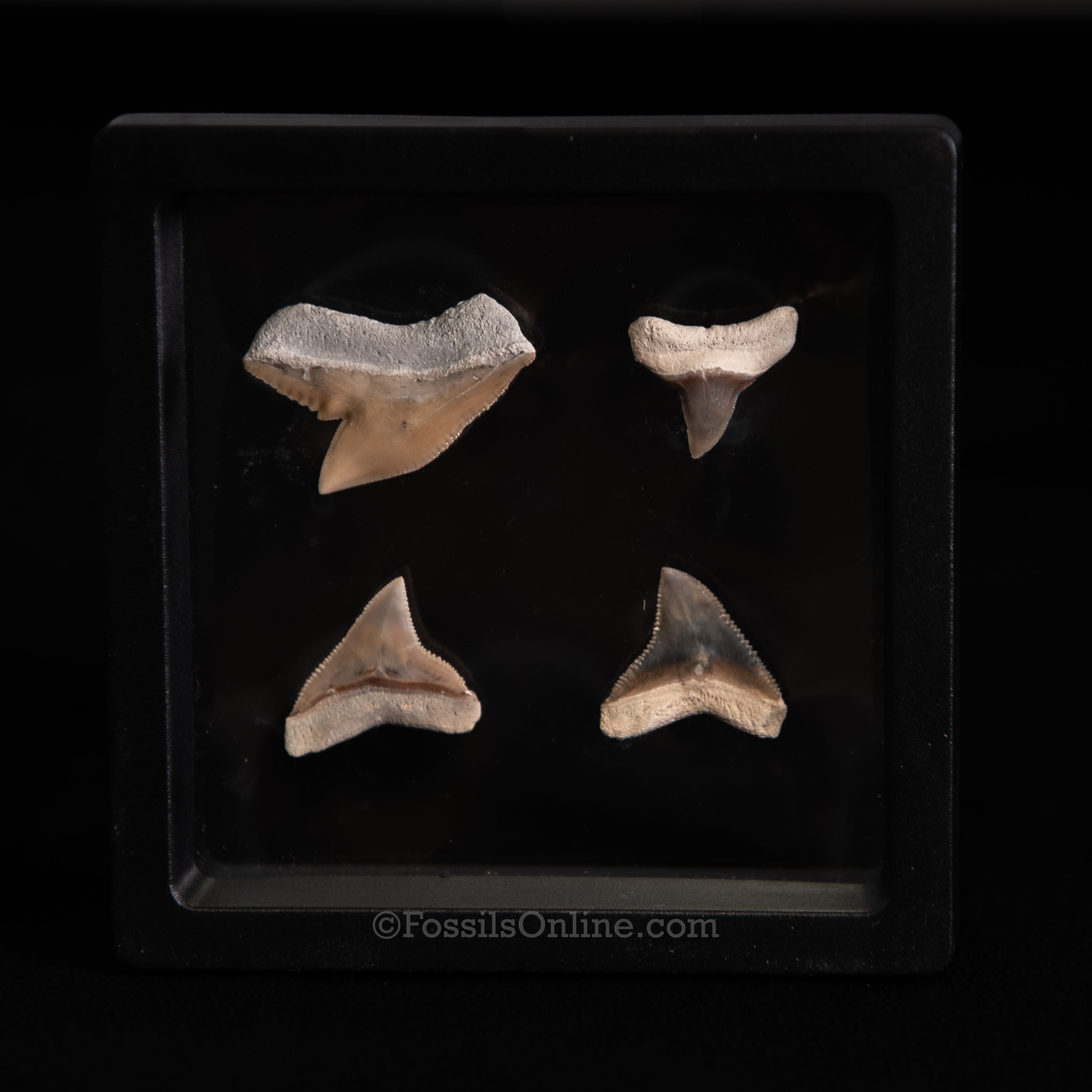 Tiger & Bull Shark Tooth Set – Bone Valley, Florida (3.5" Display Case)
