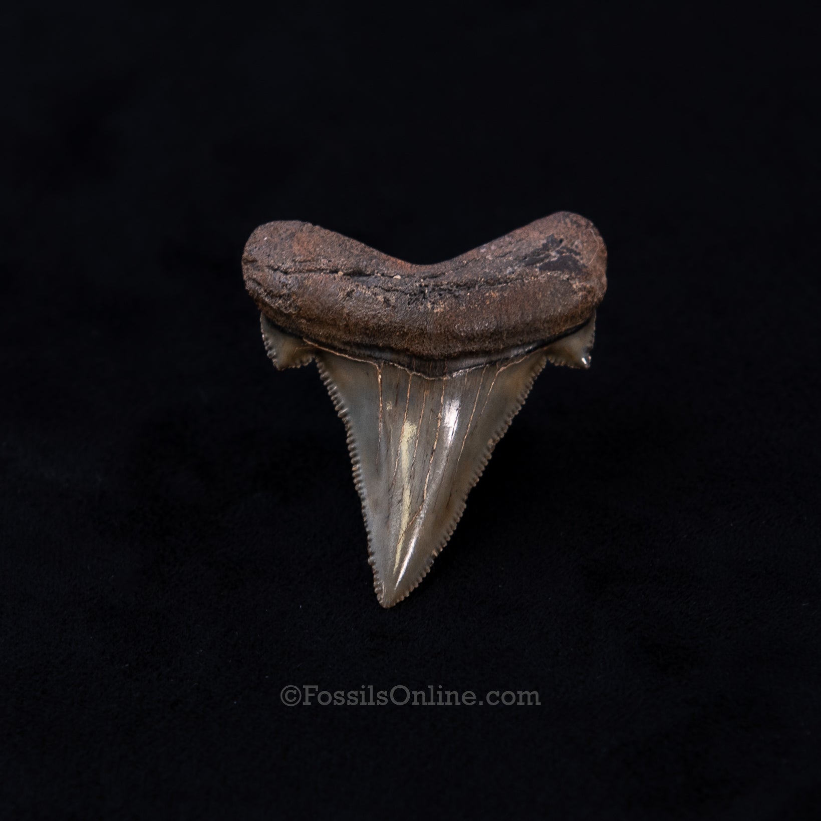 Carcharocles sokolowi Tooth 1.77"