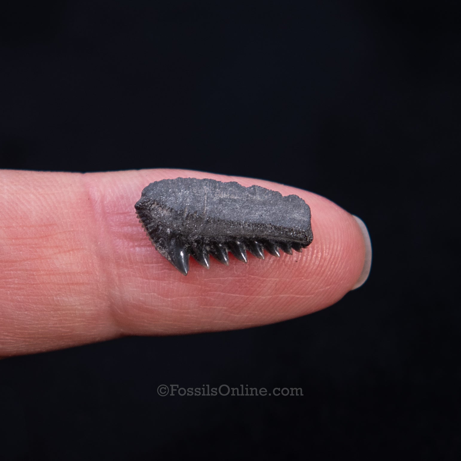 Rare Eocene Sixgill Shark Tooth Virginia