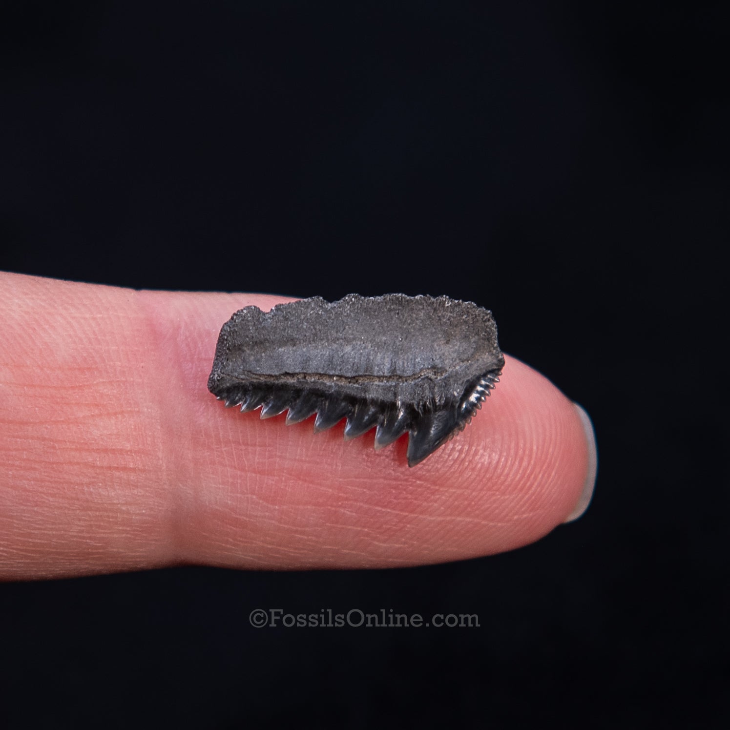 Rare Eocene Sixgill Shark Tooth Virginia