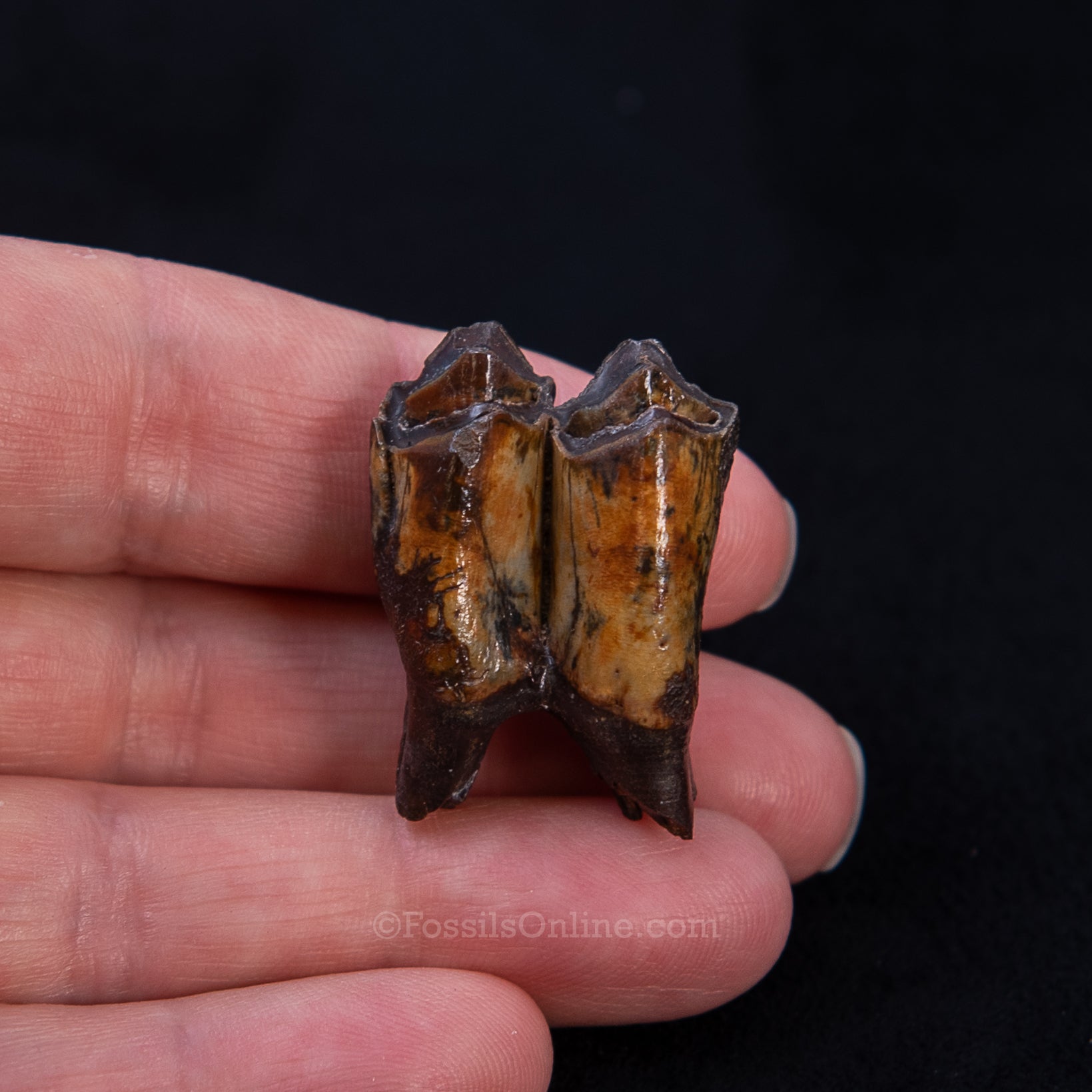 Fossil Camel Tooth – Suwannee River, Florida (3" Display Case)