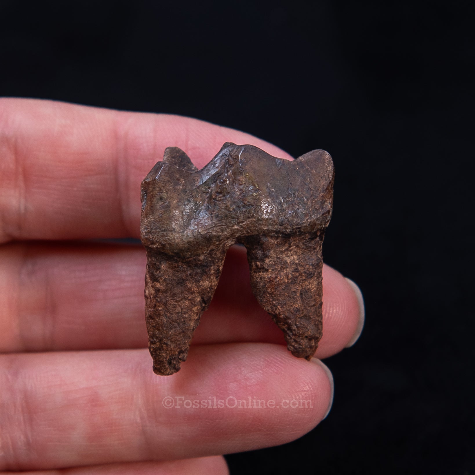 Fossil Tapir Tooth