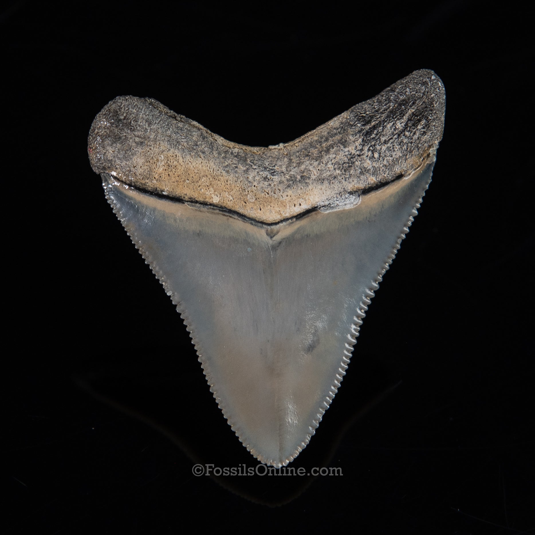 Venice Megalodon 1.83"