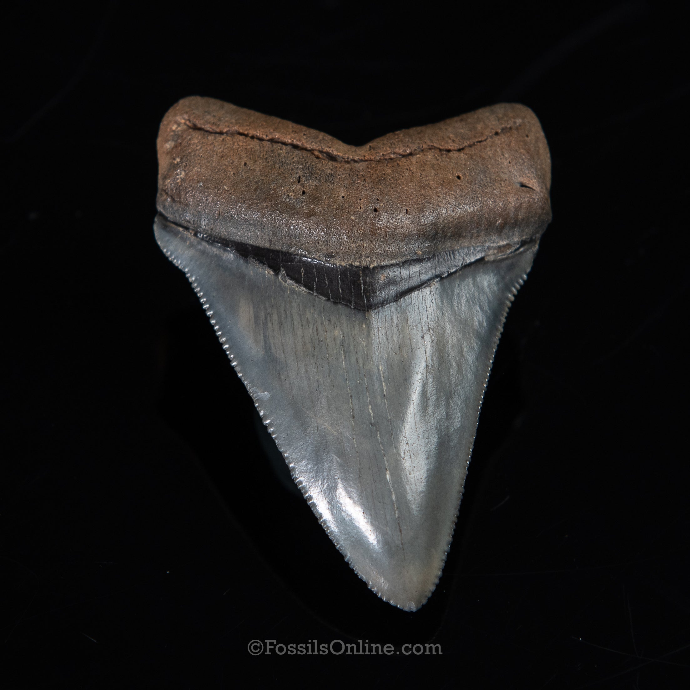 FL Megalodon 2.44"