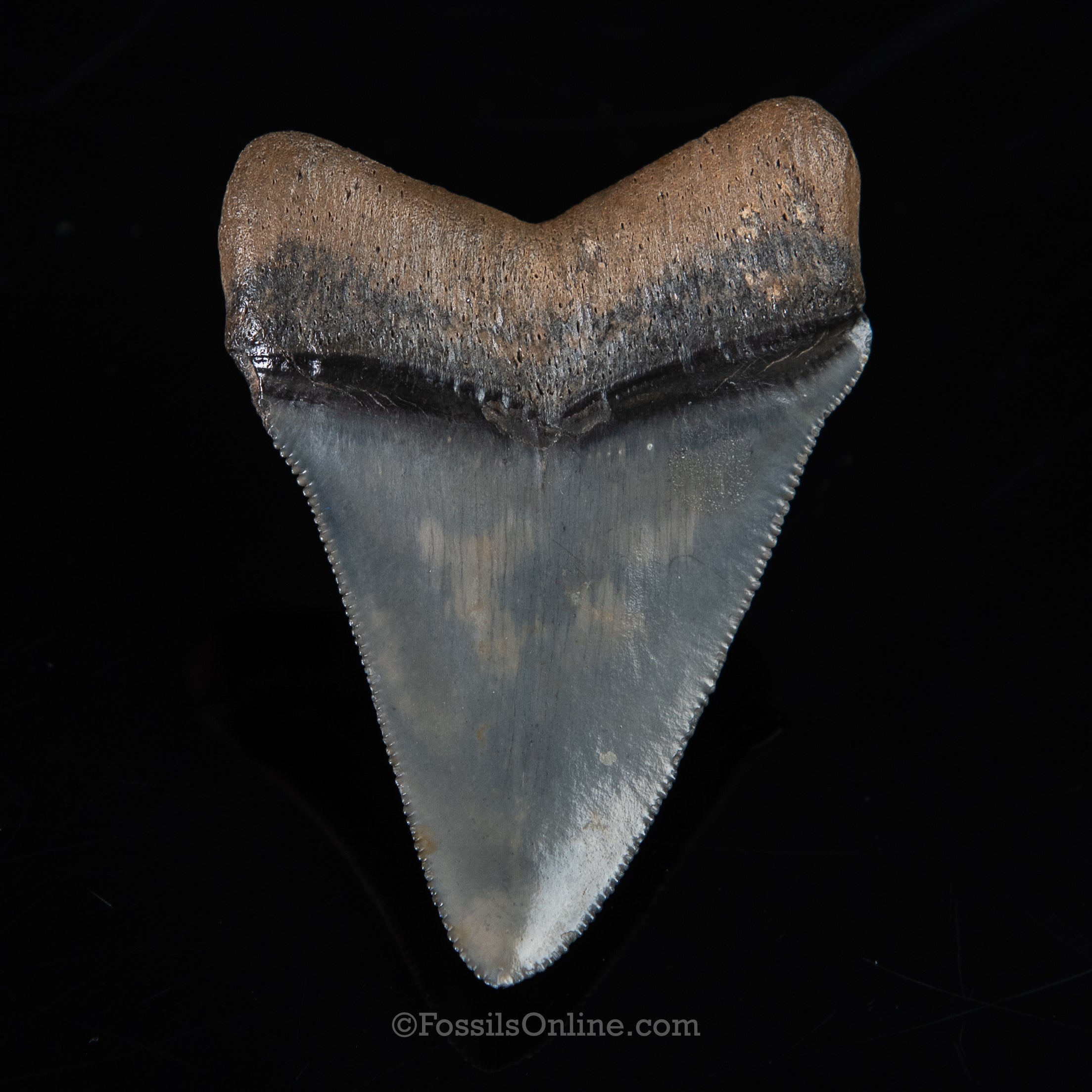 FL Megalodon 2.44"