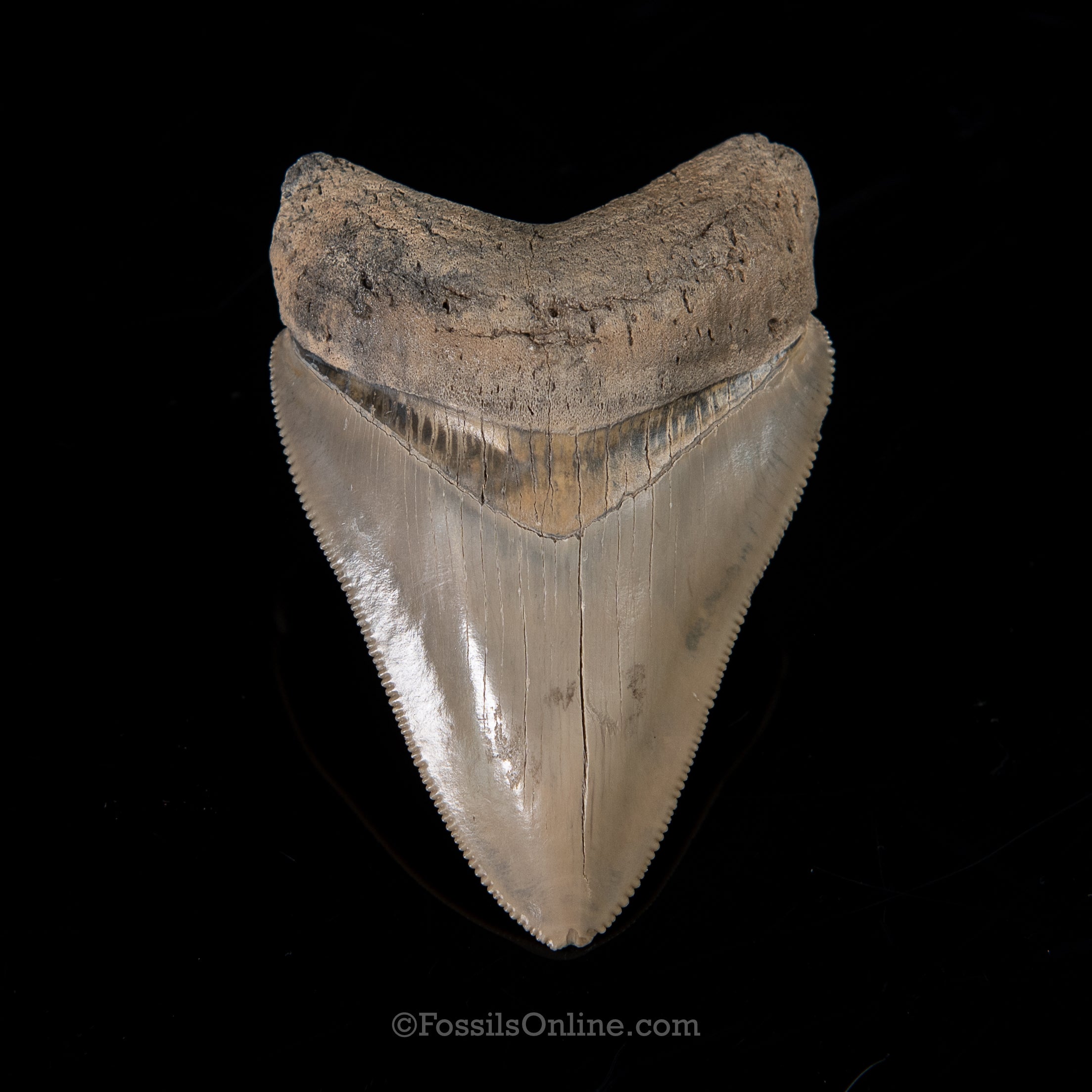 Lee Creek Megalodon 3.20"