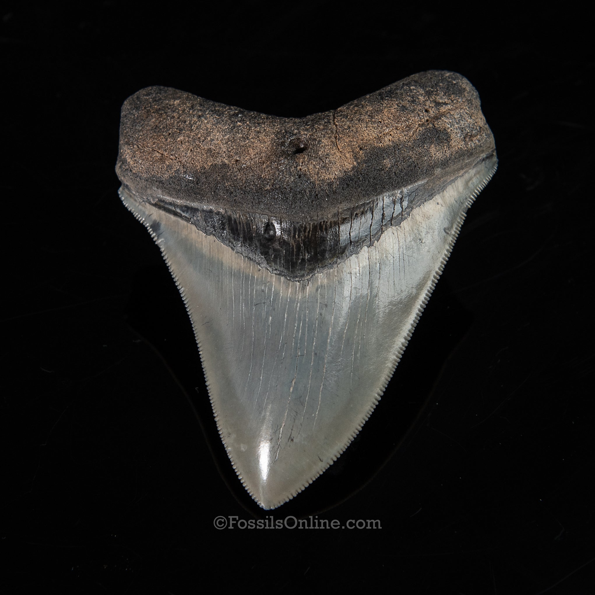 Venice Megalodon 3.66"