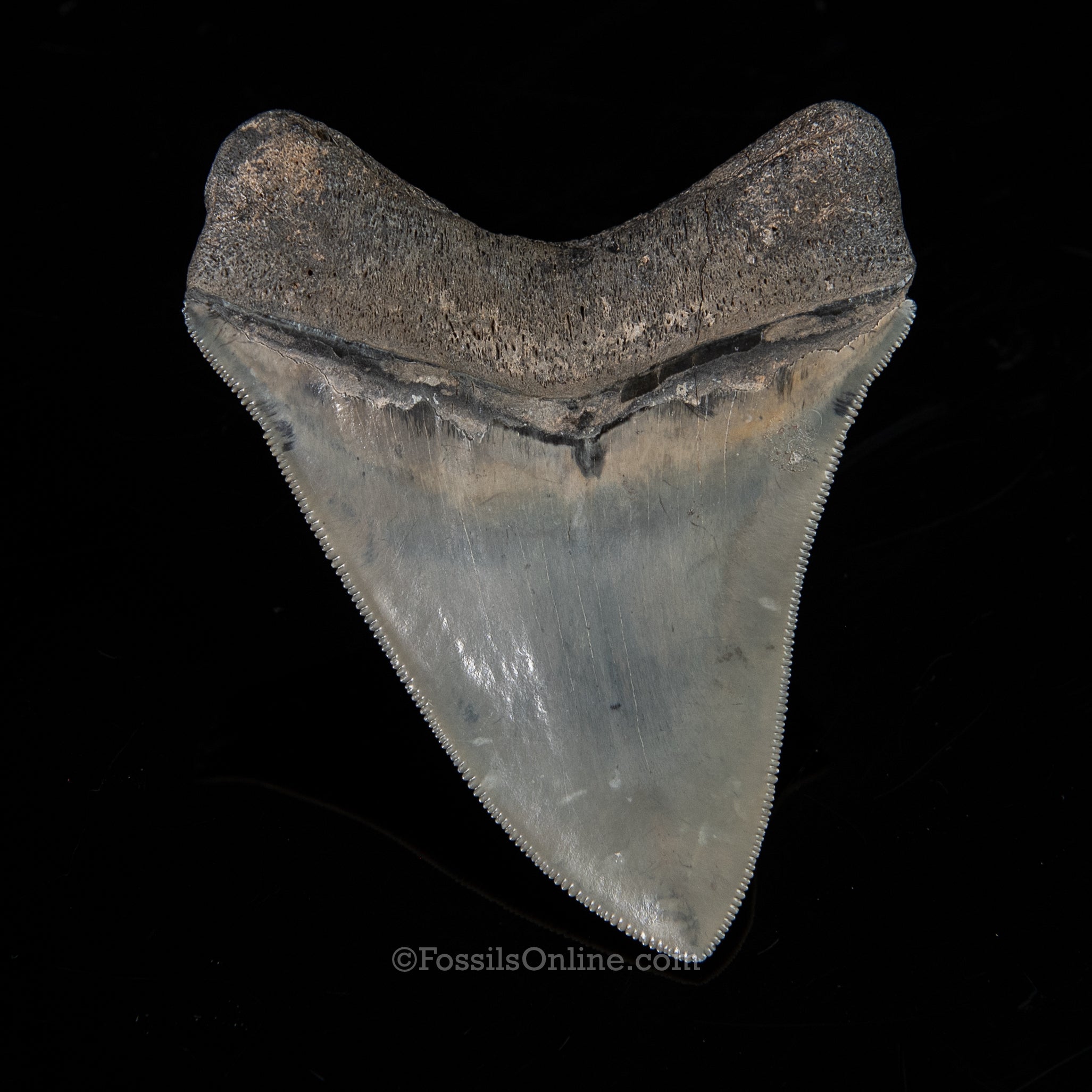 Venice Megalodon 3.66"