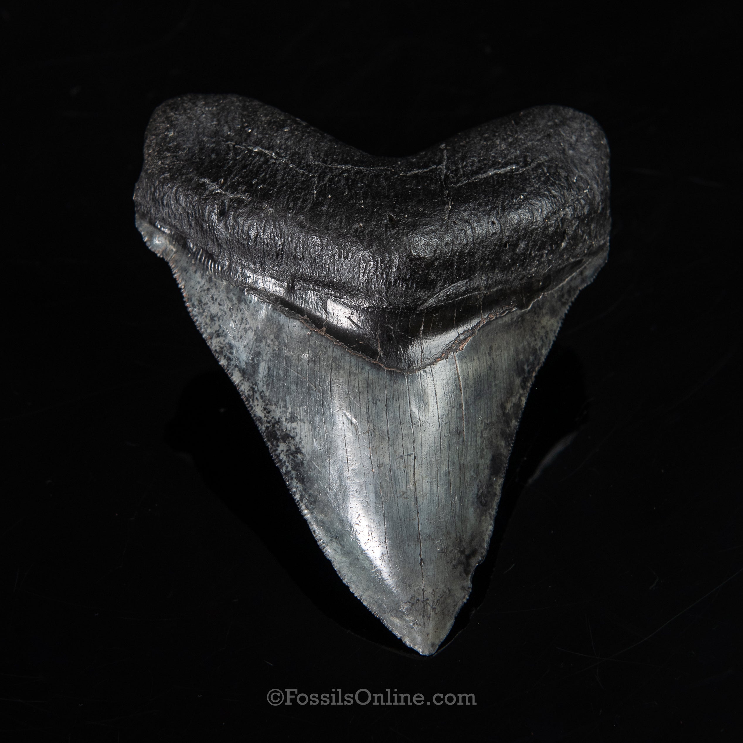 Venice Megalodon 4.42"