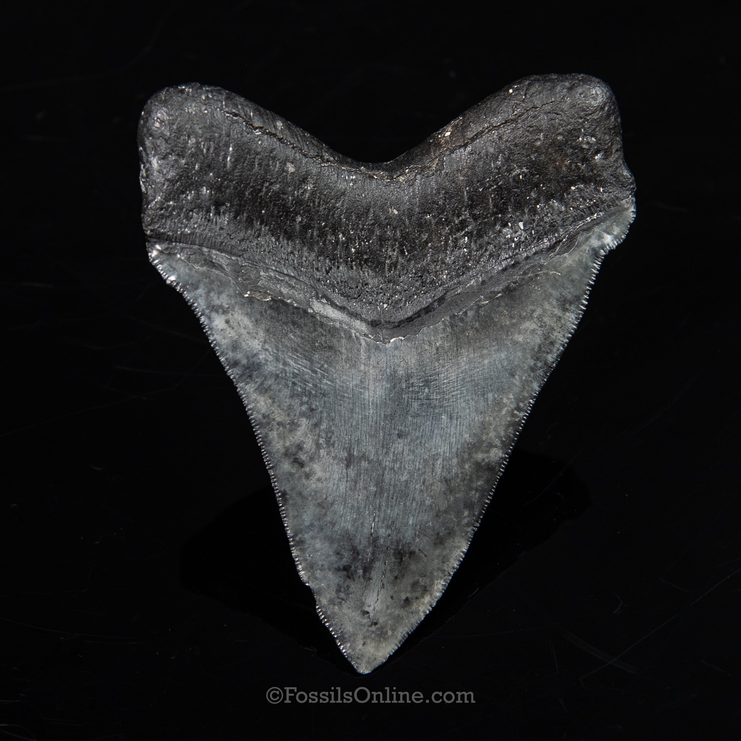 Venice Megalodon 4.42"