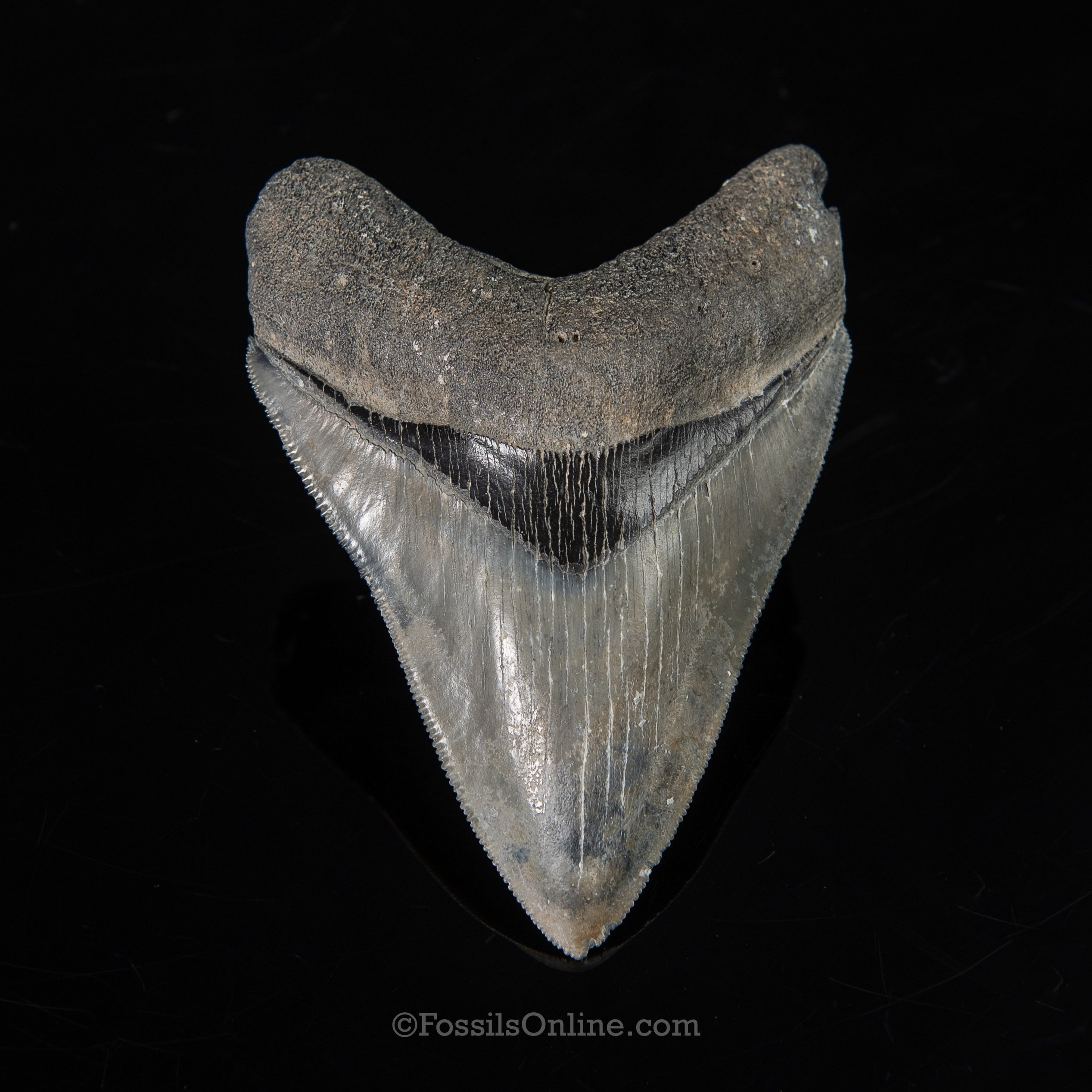Venice Megalodon 4.21"