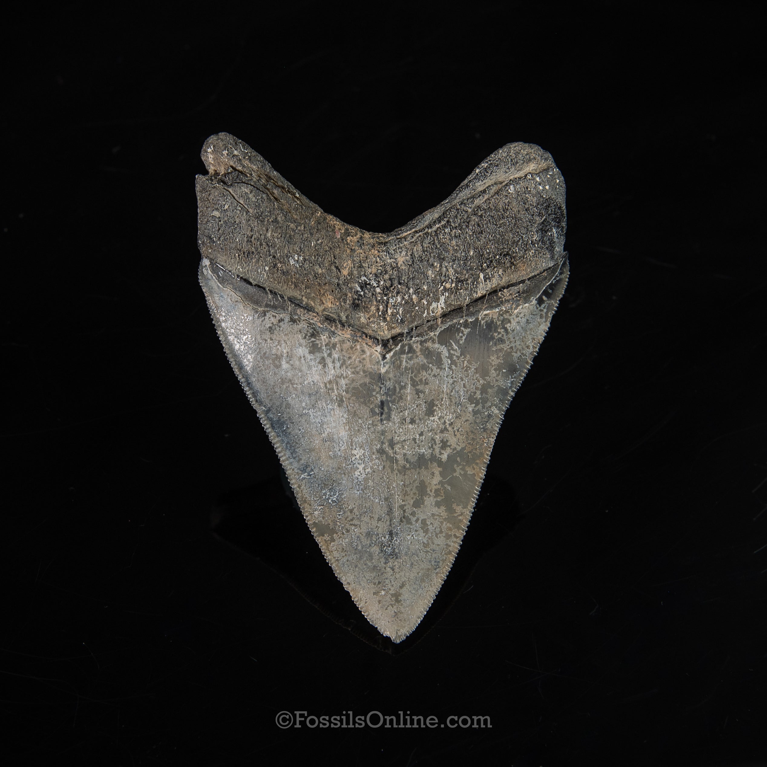 Venice Megalodon 4.21"
