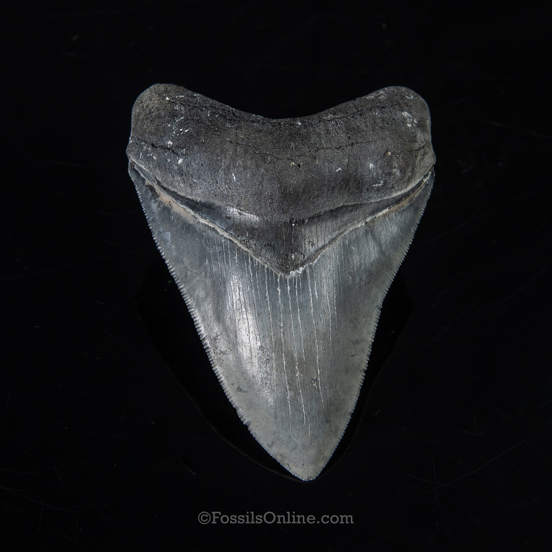 Venice Megalodon 4.11"