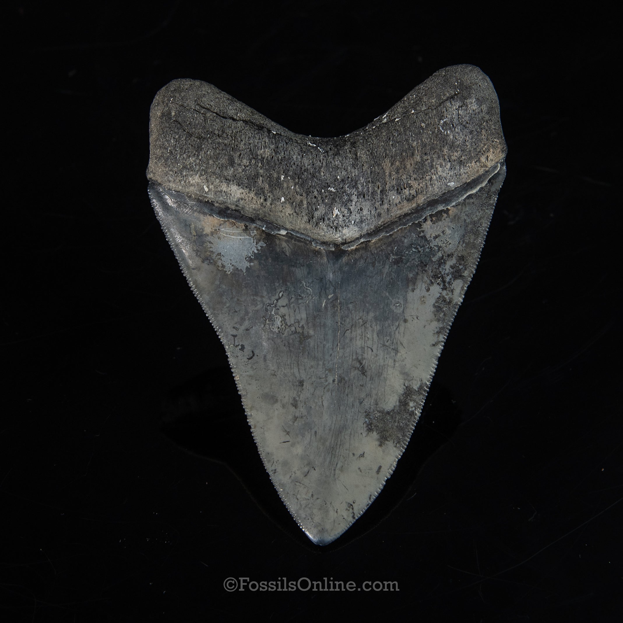 Venice Megalodon 4.11"