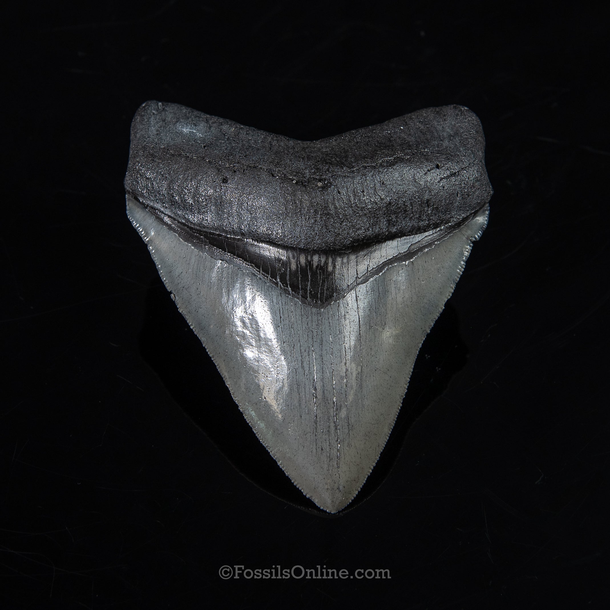 Venice Megalodon 4.06"