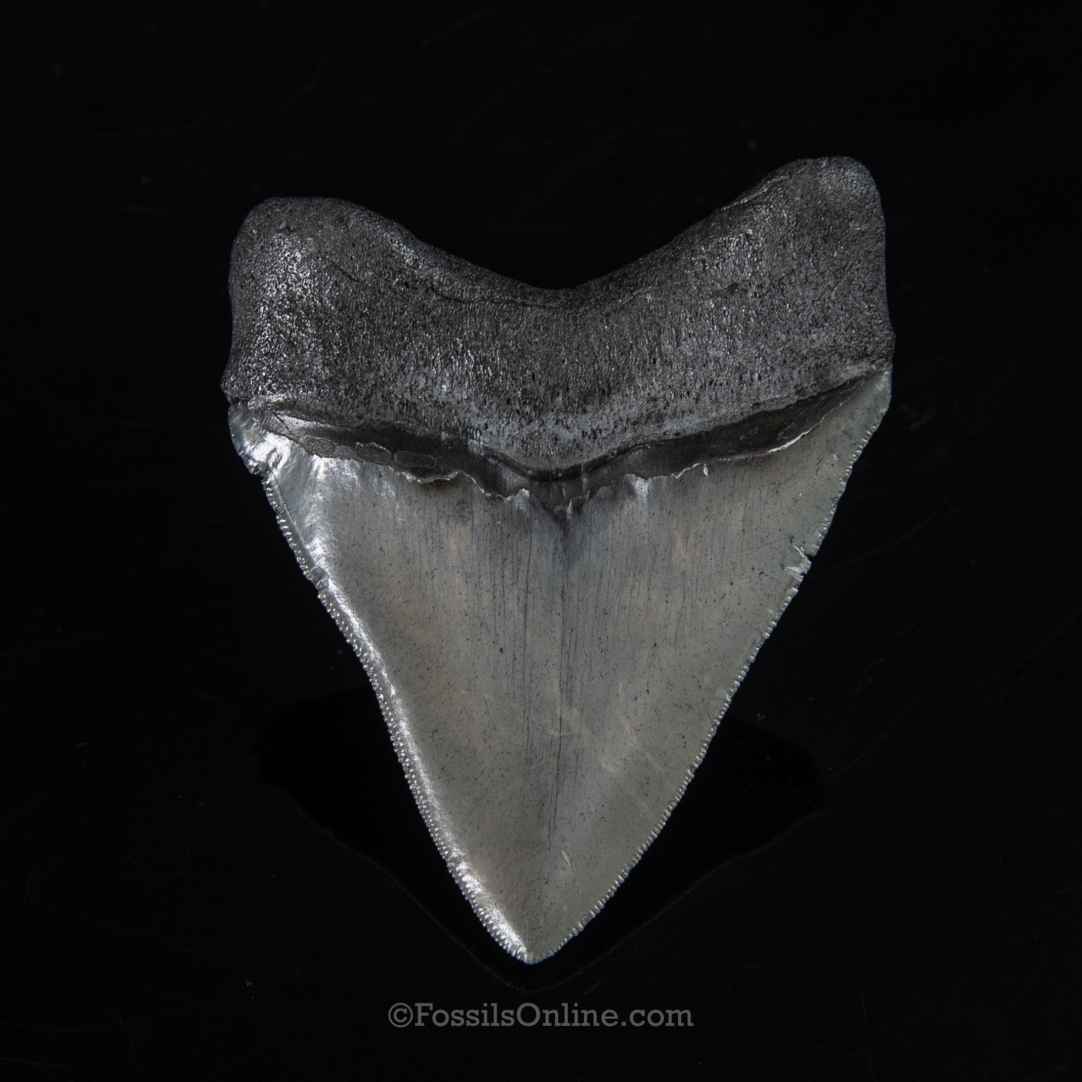 Venice Megalodon 4.06"