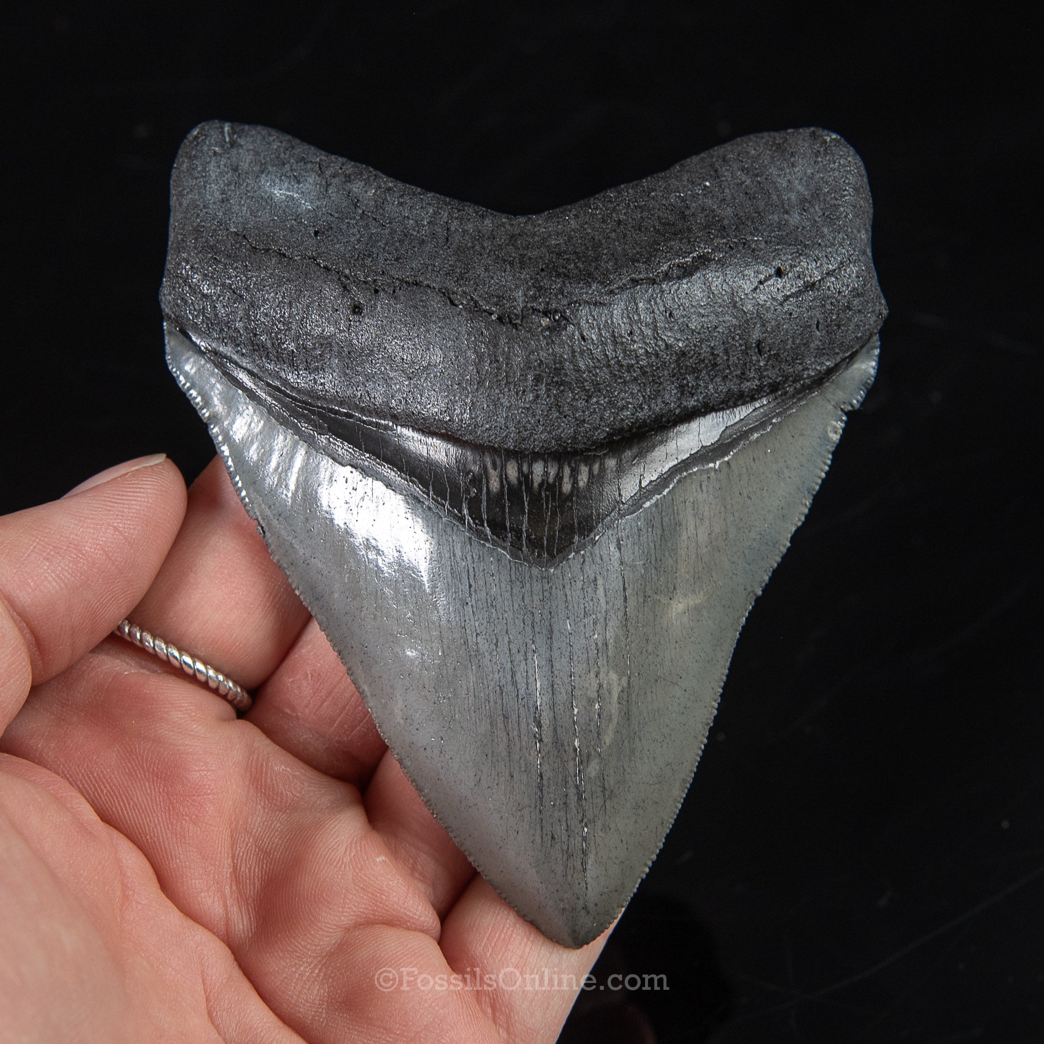 Venice Megalodon 4.06"