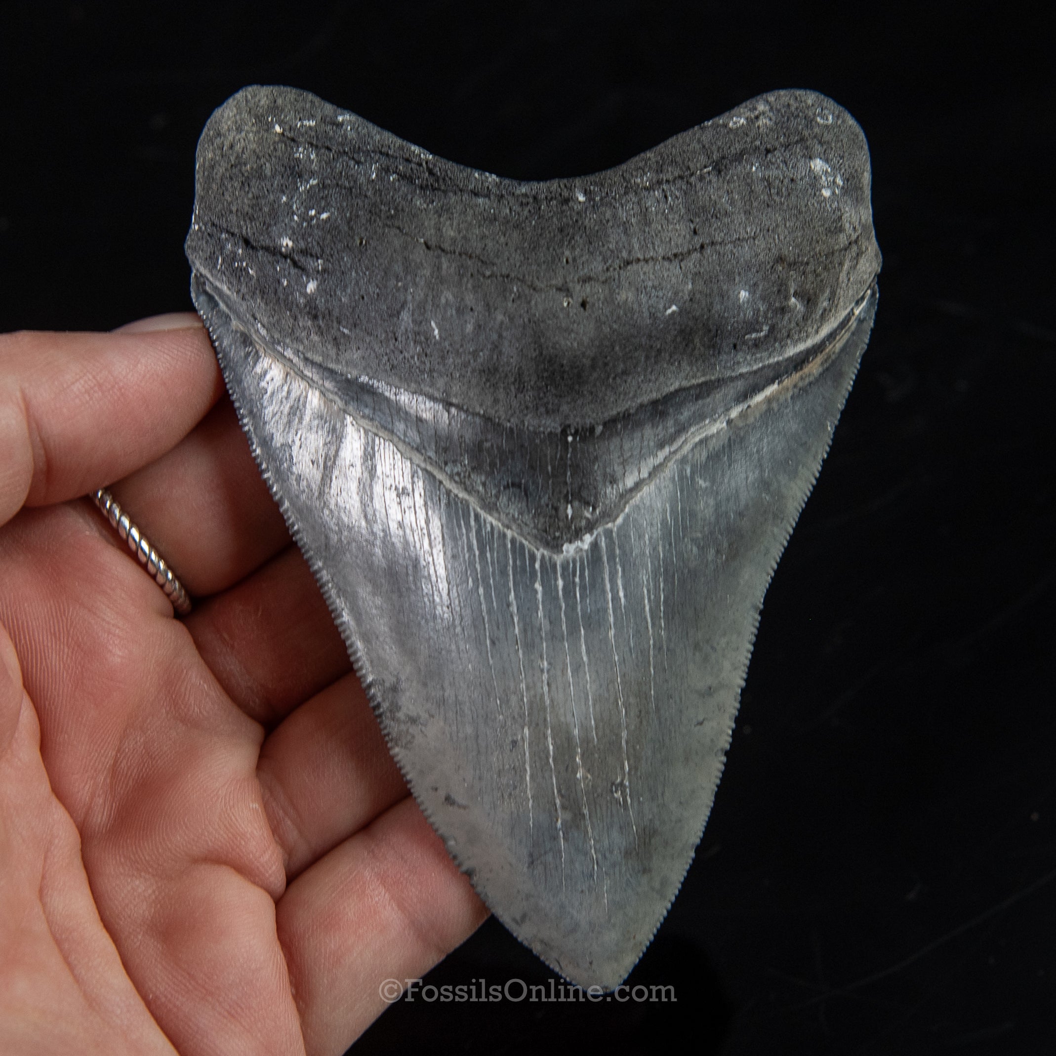 Venice Megalodon 4.11"