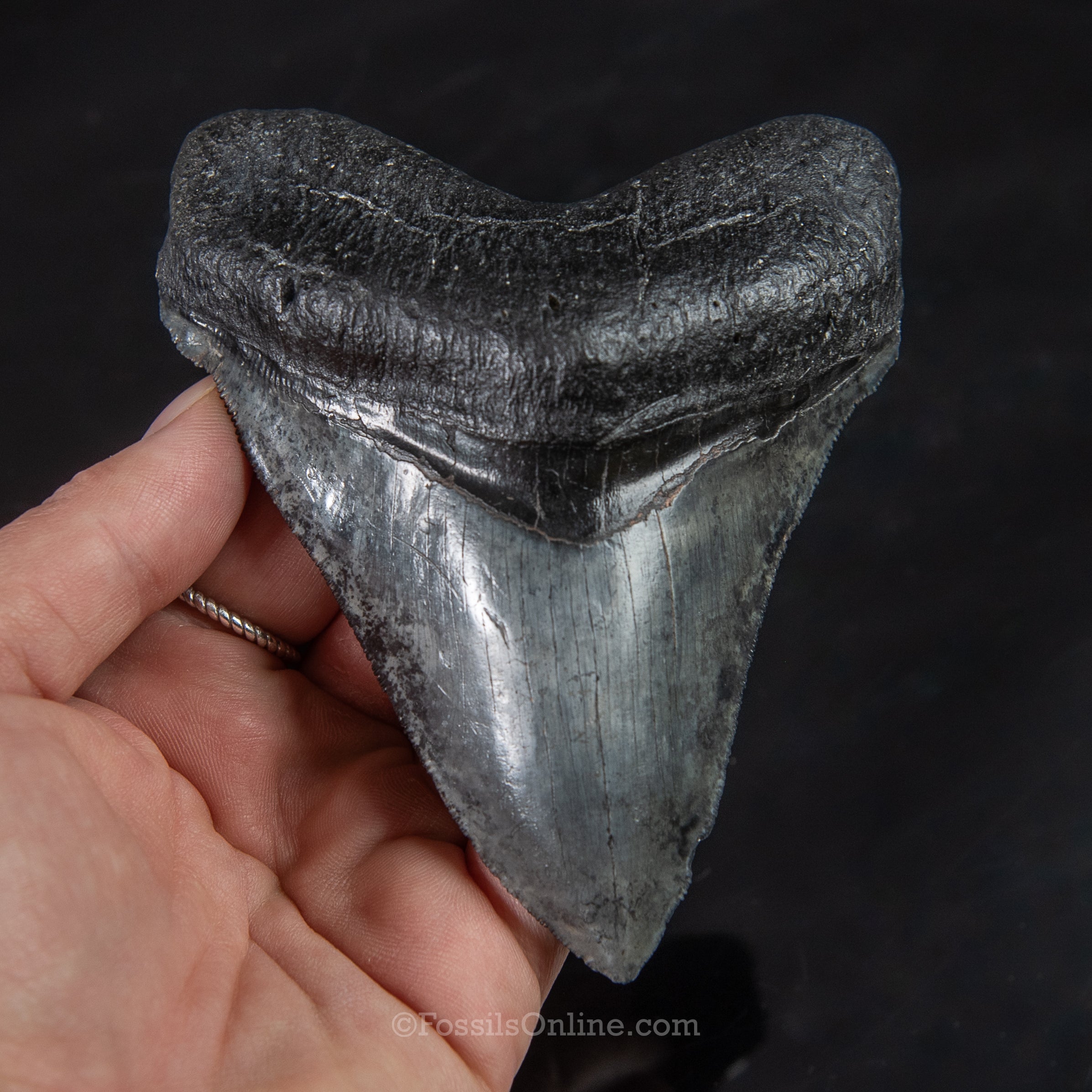 Venice Megalodon 4.42"