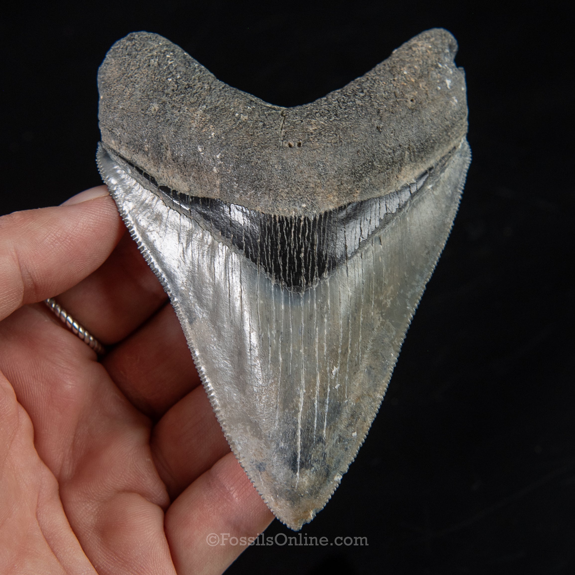Venice Megalodon 4.21"