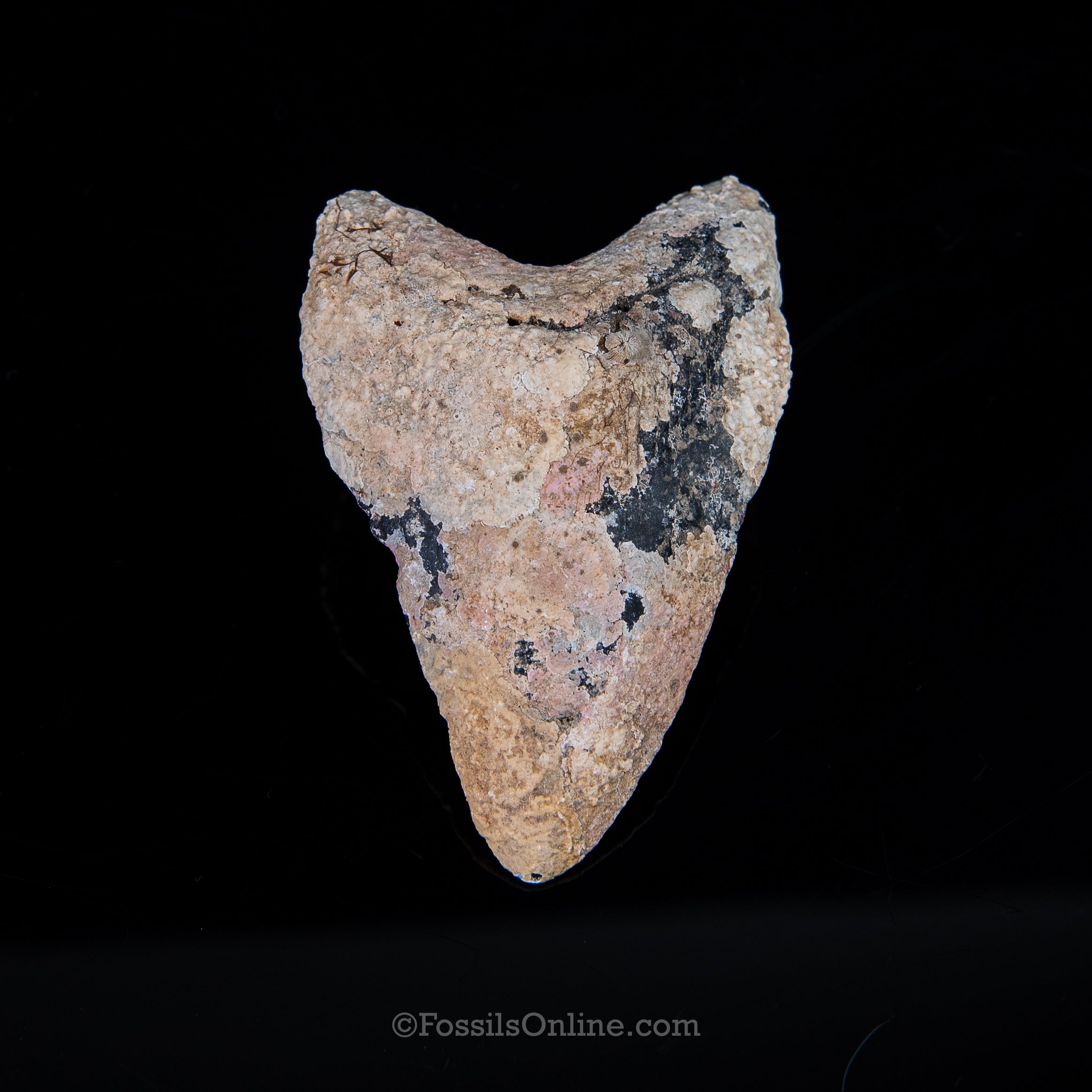 Encrusted Venice Megalodon  3.73"