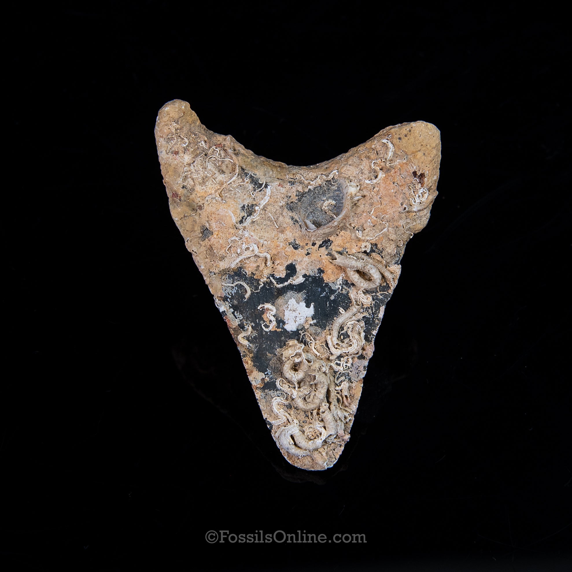 Encrusted Venice Megalodon  3.10"