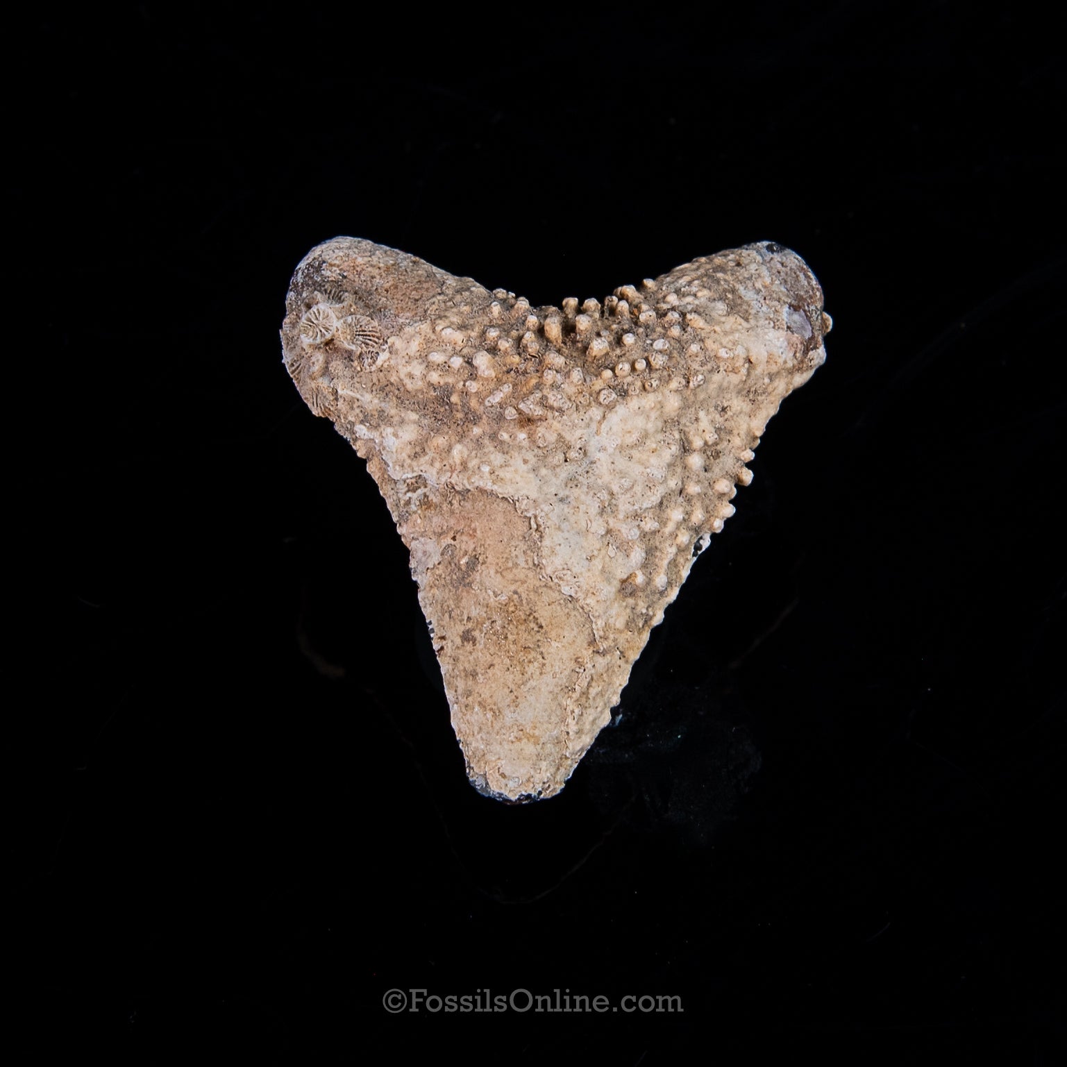 Encrusted Venice Megalodon  2.19"