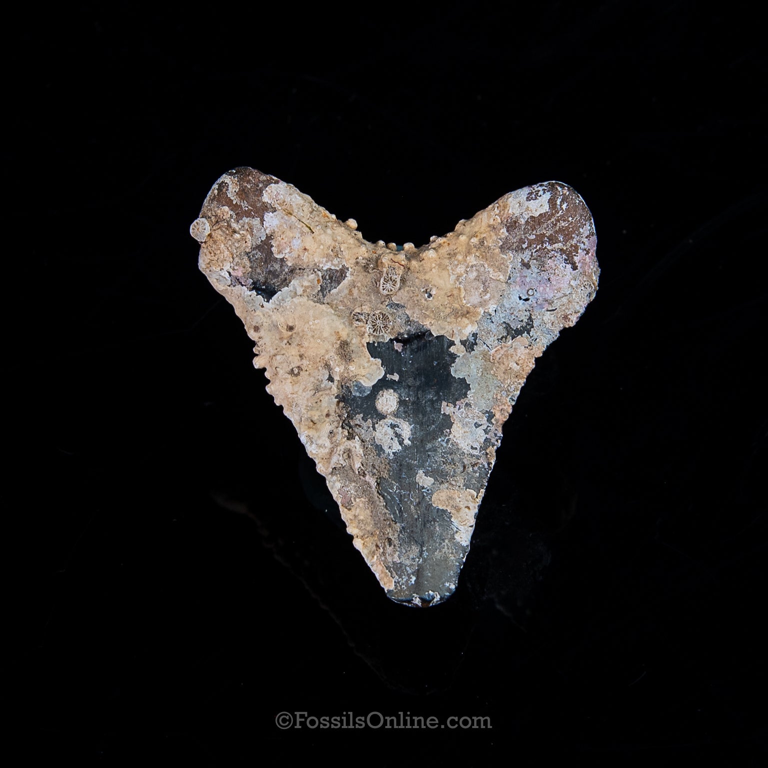 Encrusted Venice Megalodon  2.19"