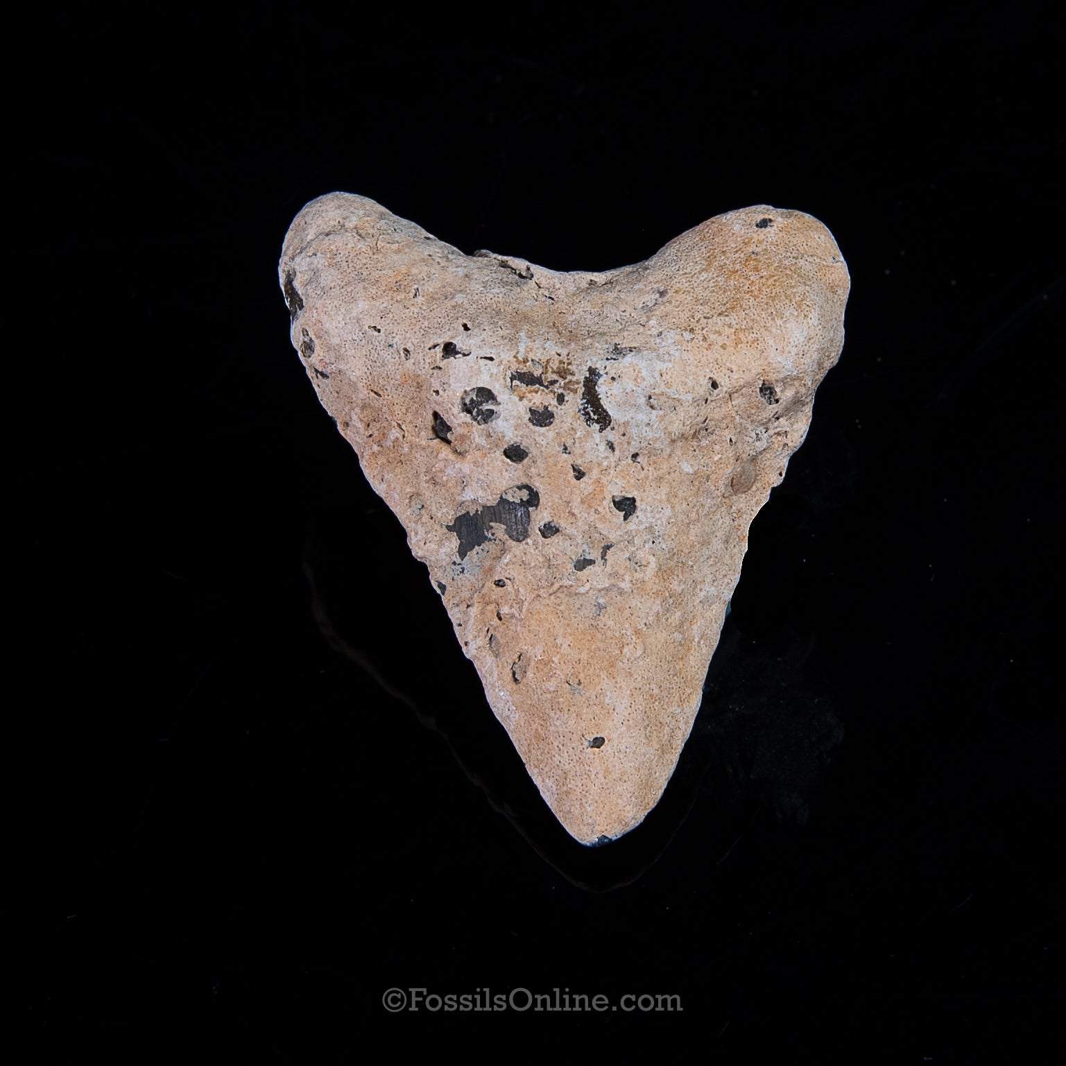 Encrusted Venice Megalodon  2.39"