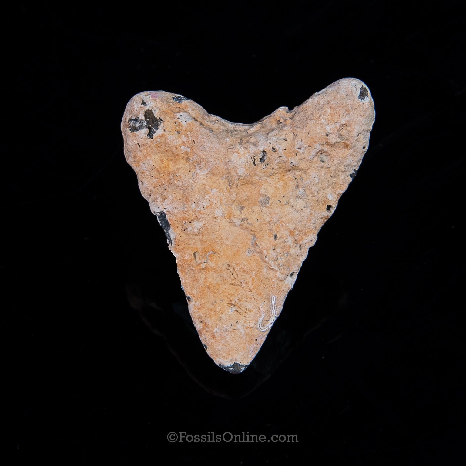 Encrusted Venice Megalodon  2.39"