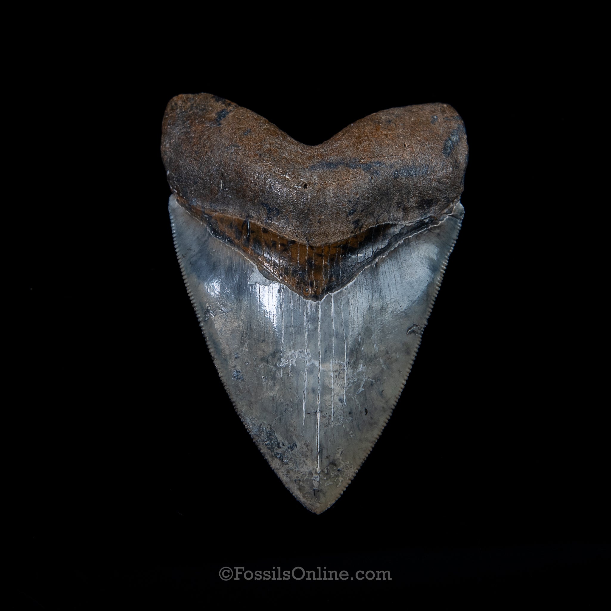 Venice Megalodon 3.45"