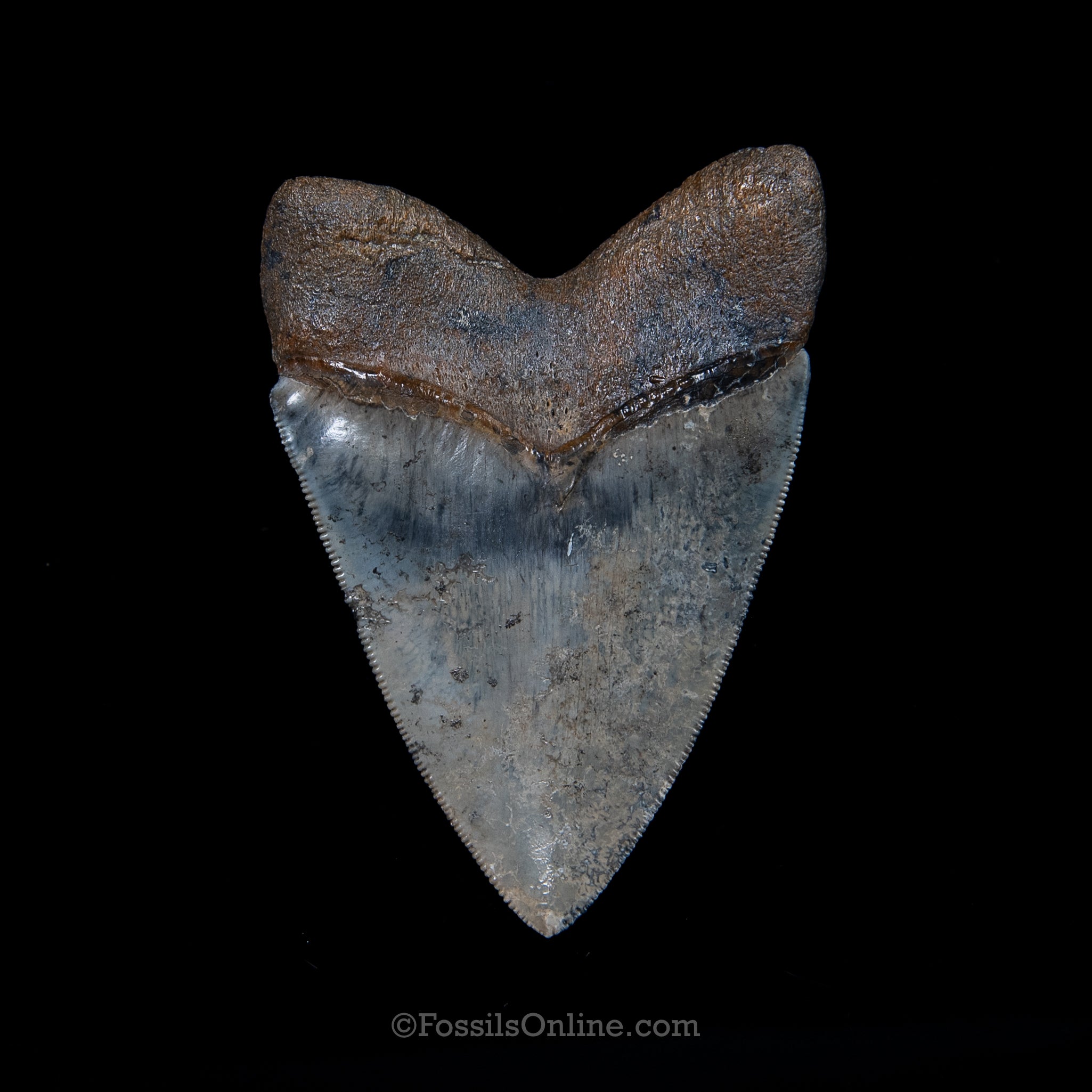 Venice Megalodon 3.45"