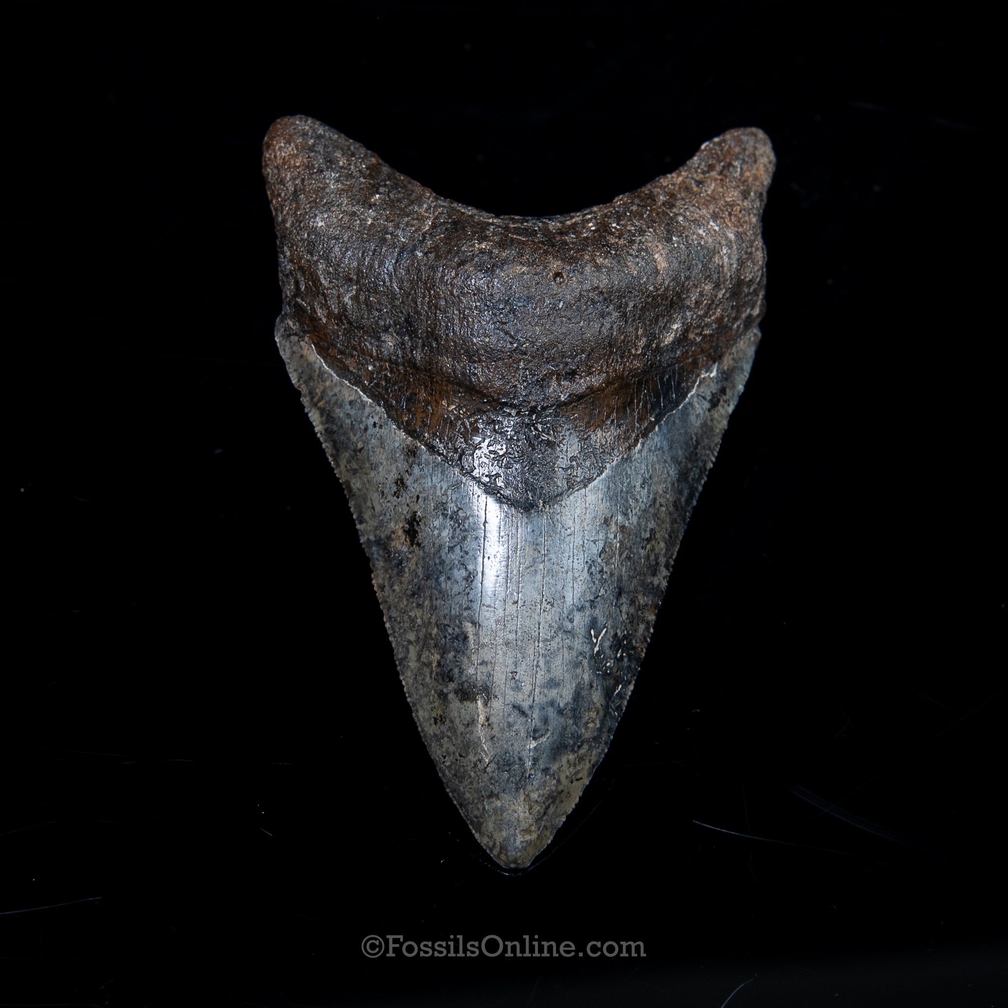 Venice Megalodon 3.96"