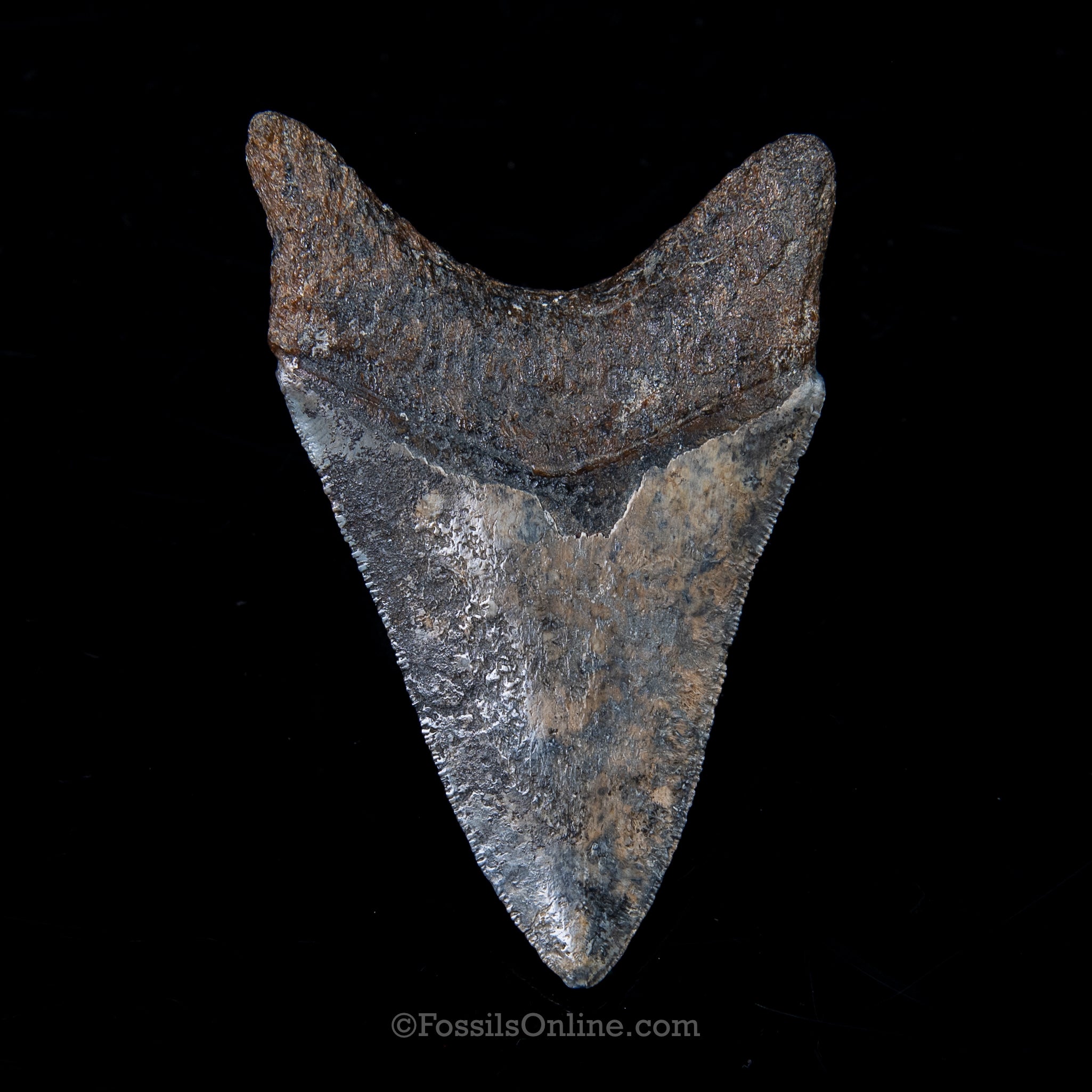 Venice Megalodon 3.96"