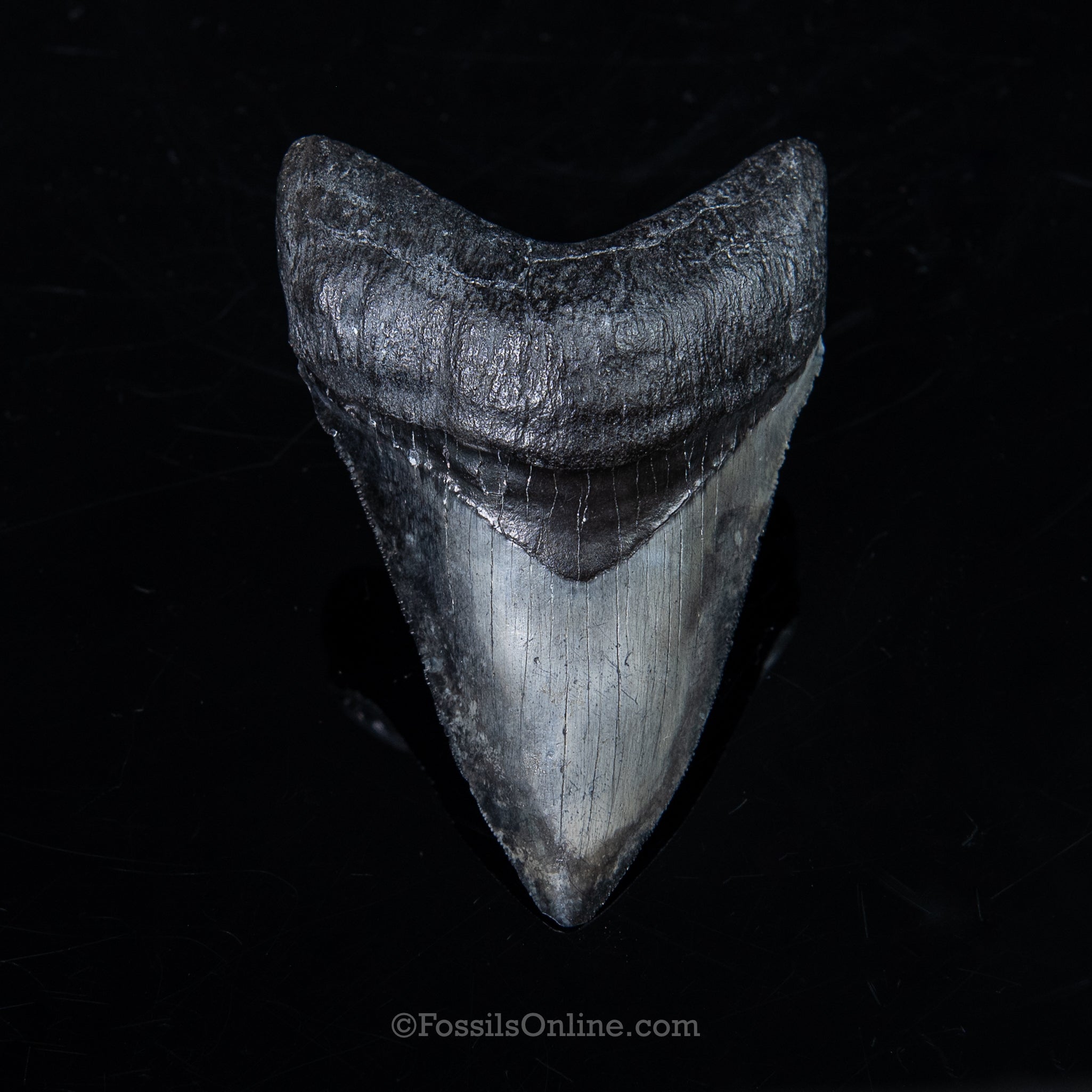 Venice Megalodon 3.68"