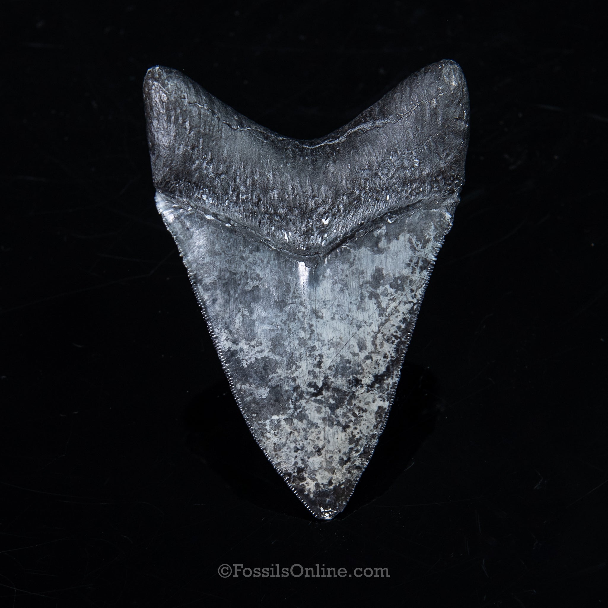 Venice Megalodon 3.68"