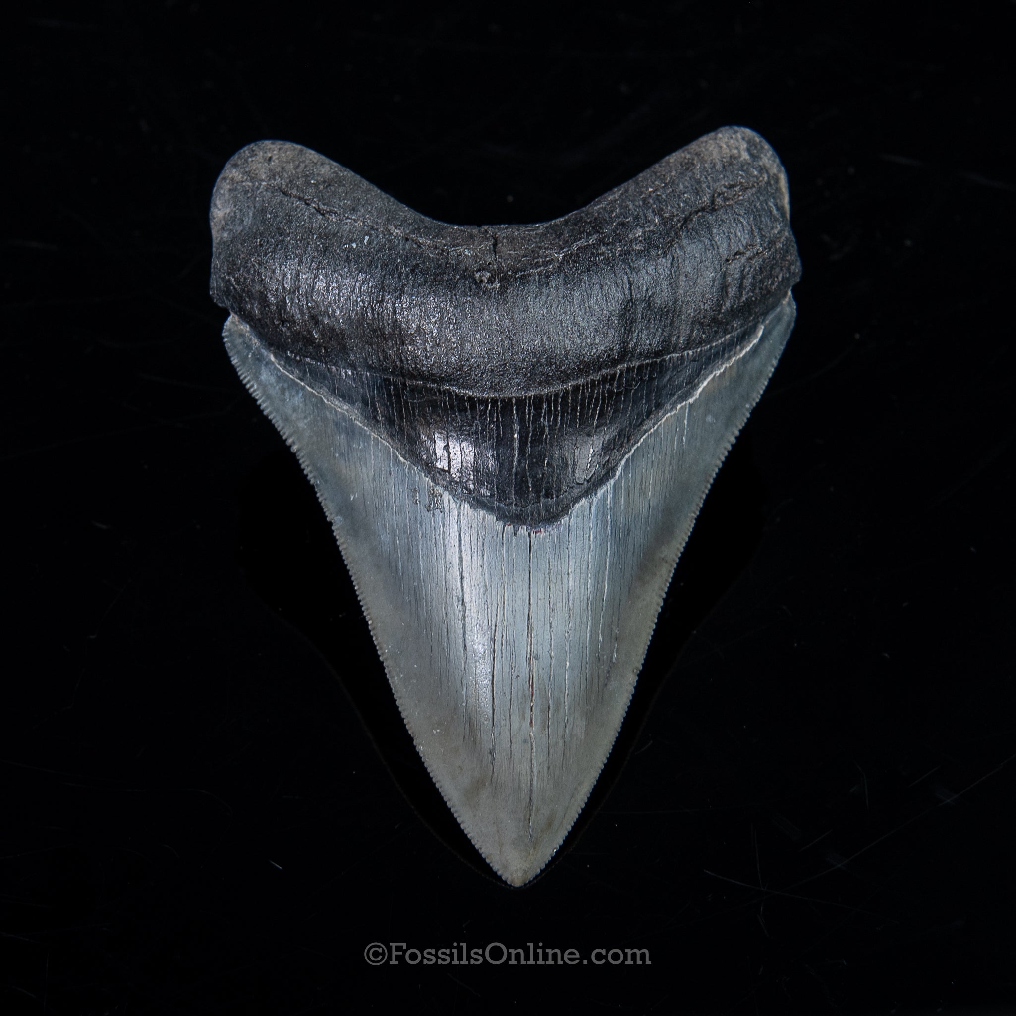 Venice Megalodon 3.95"
