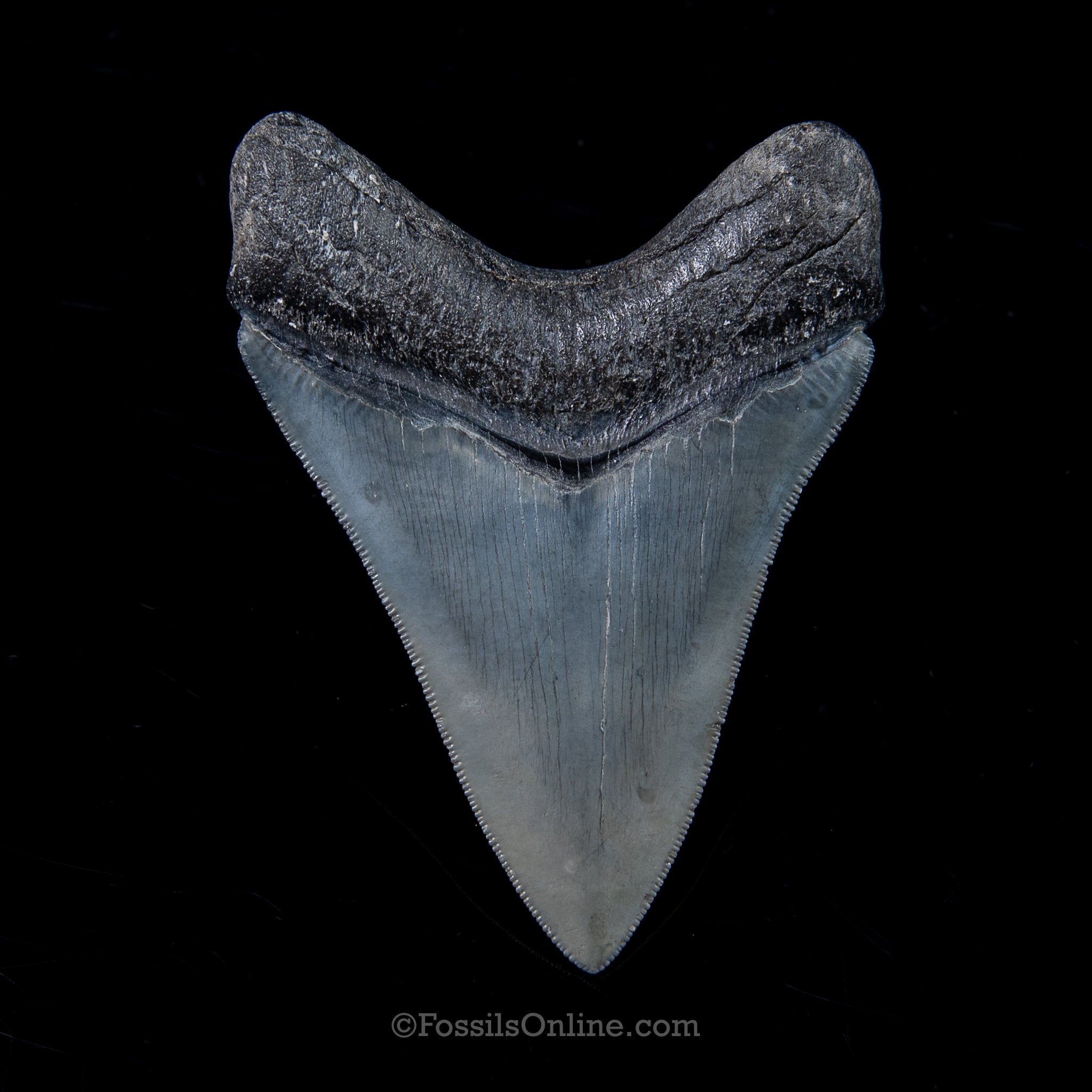 Venice Megalodon 3.95"