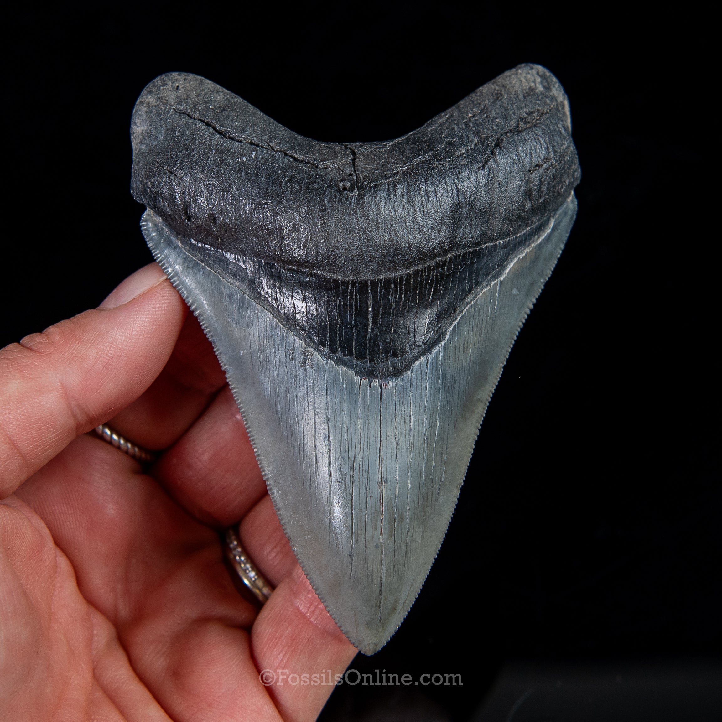 Venice Megalodon 3.95"
