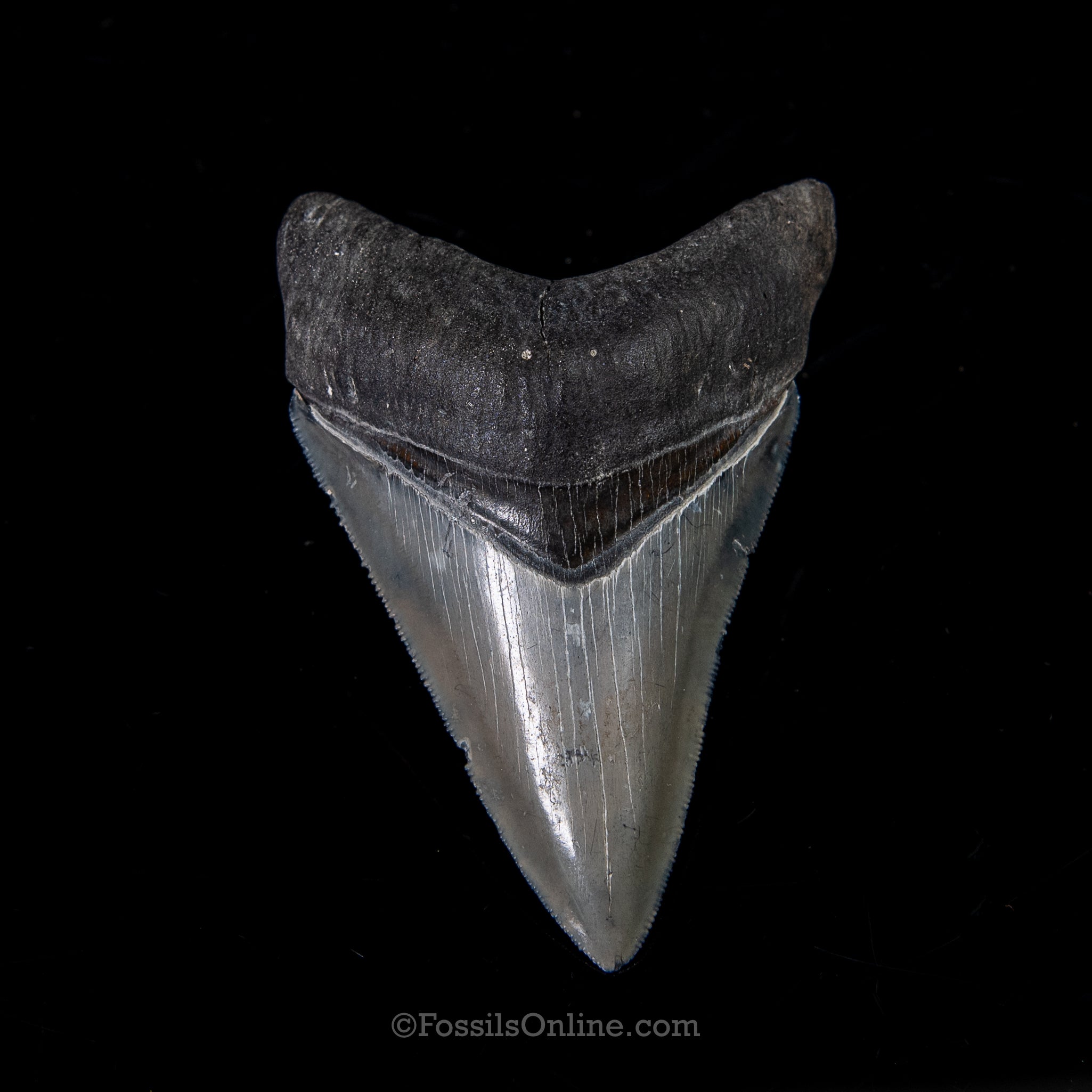 Venice Megalodon 3.80"