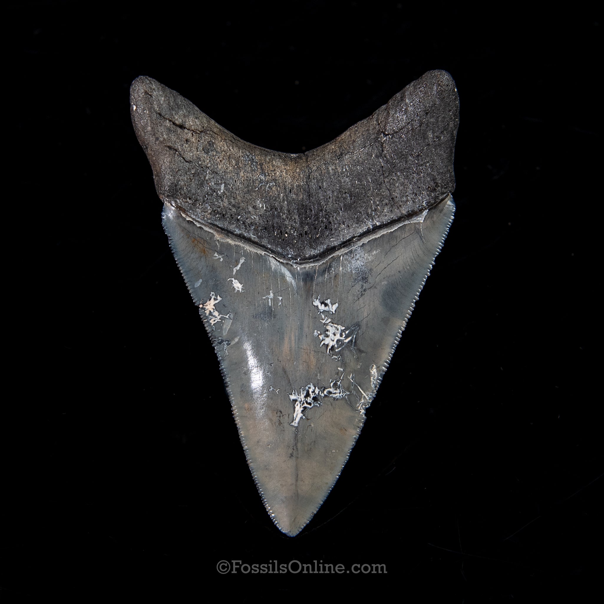 Venice Megalodon 3.80"