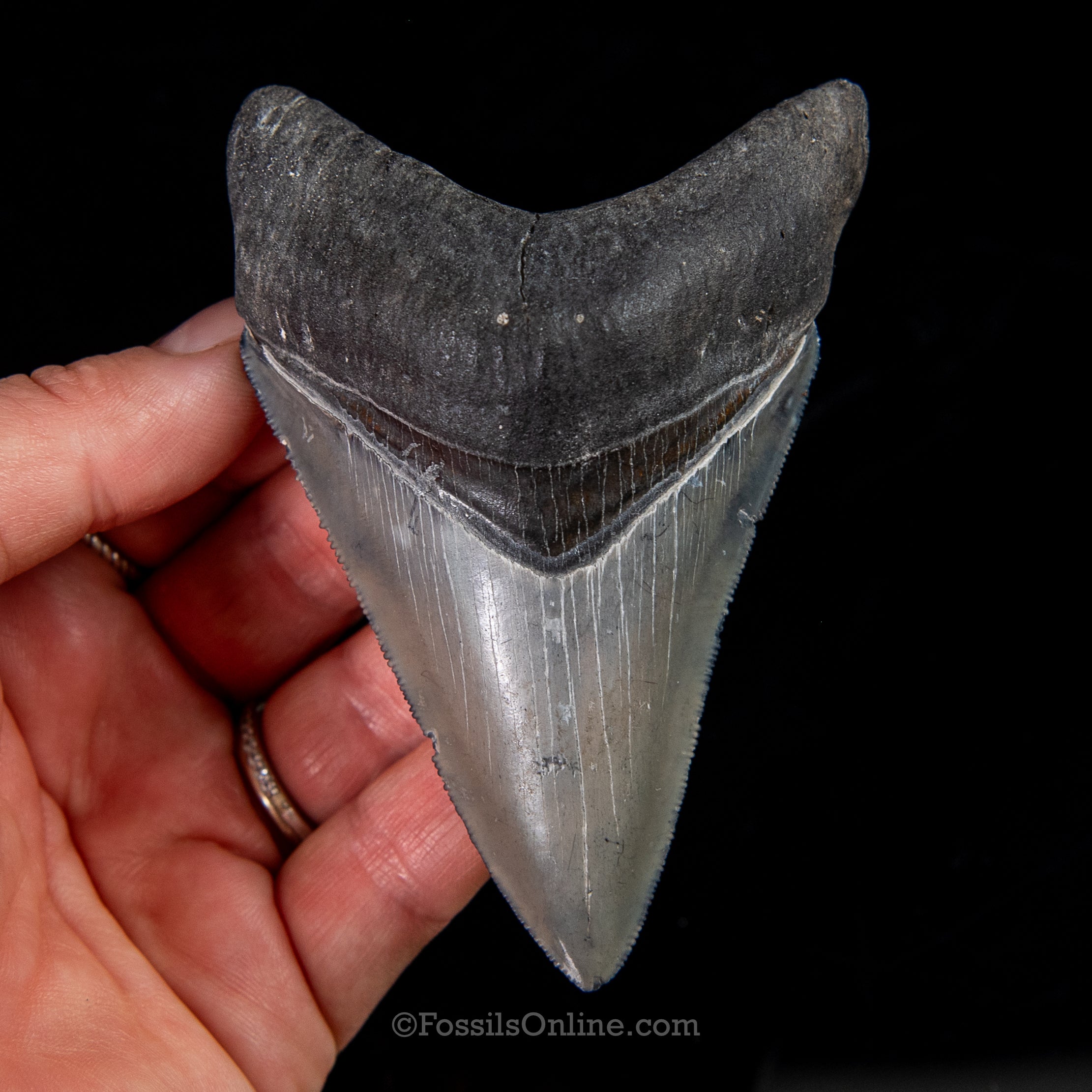 Venice Megalodon 3.80"