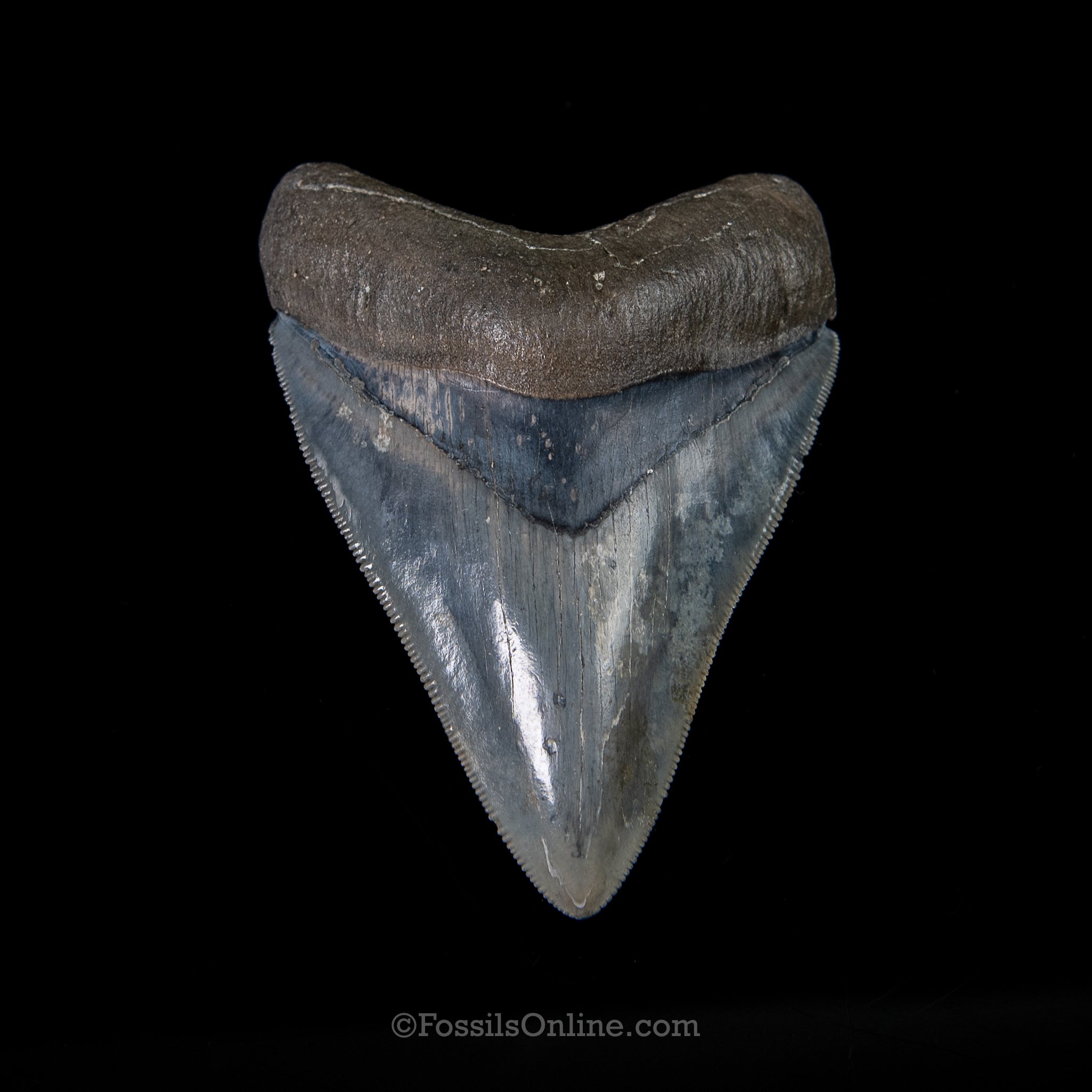Venice Megalodon 3.67"