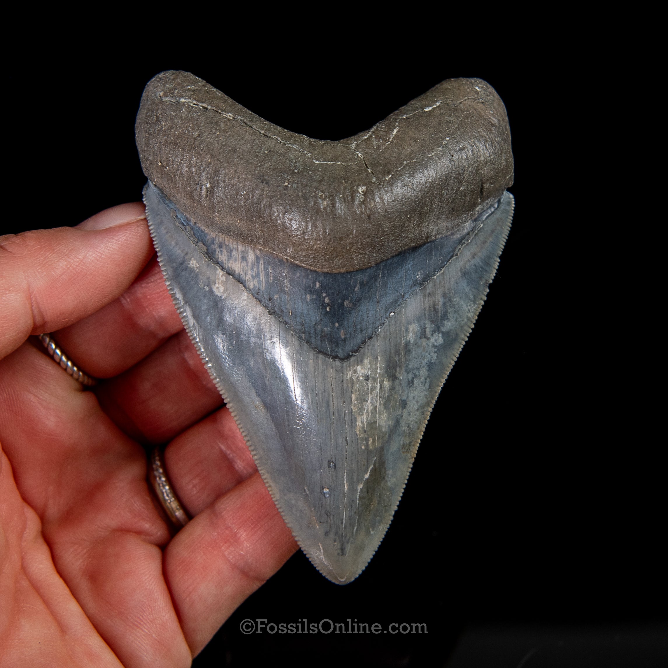 Venice Megalodon 3.67"