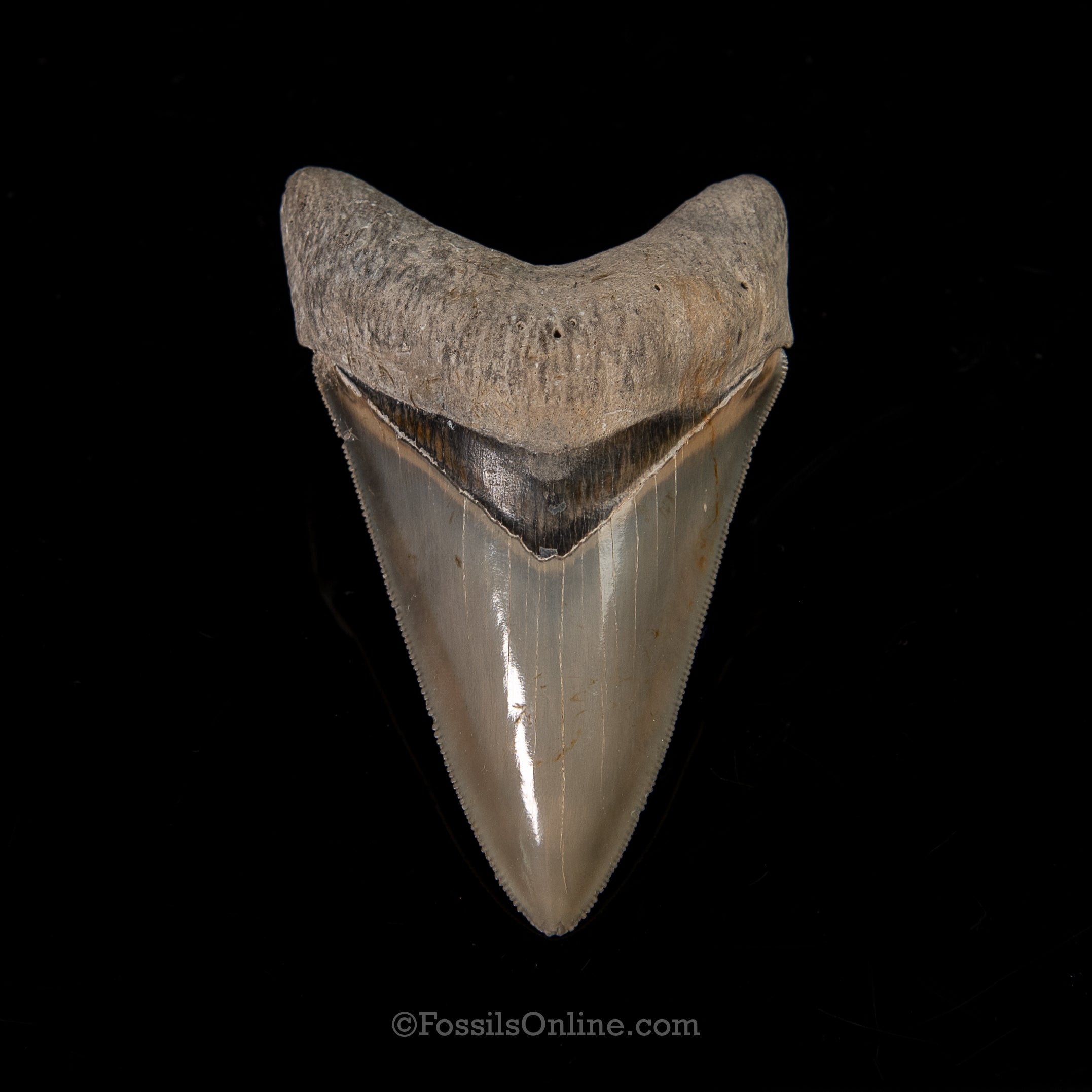 Venice Megalodon 3.95"
