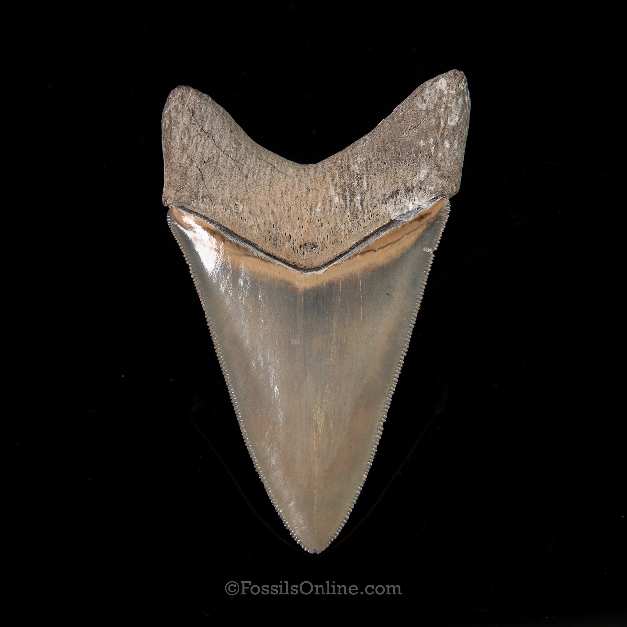 Venice Megalodon 3.95"