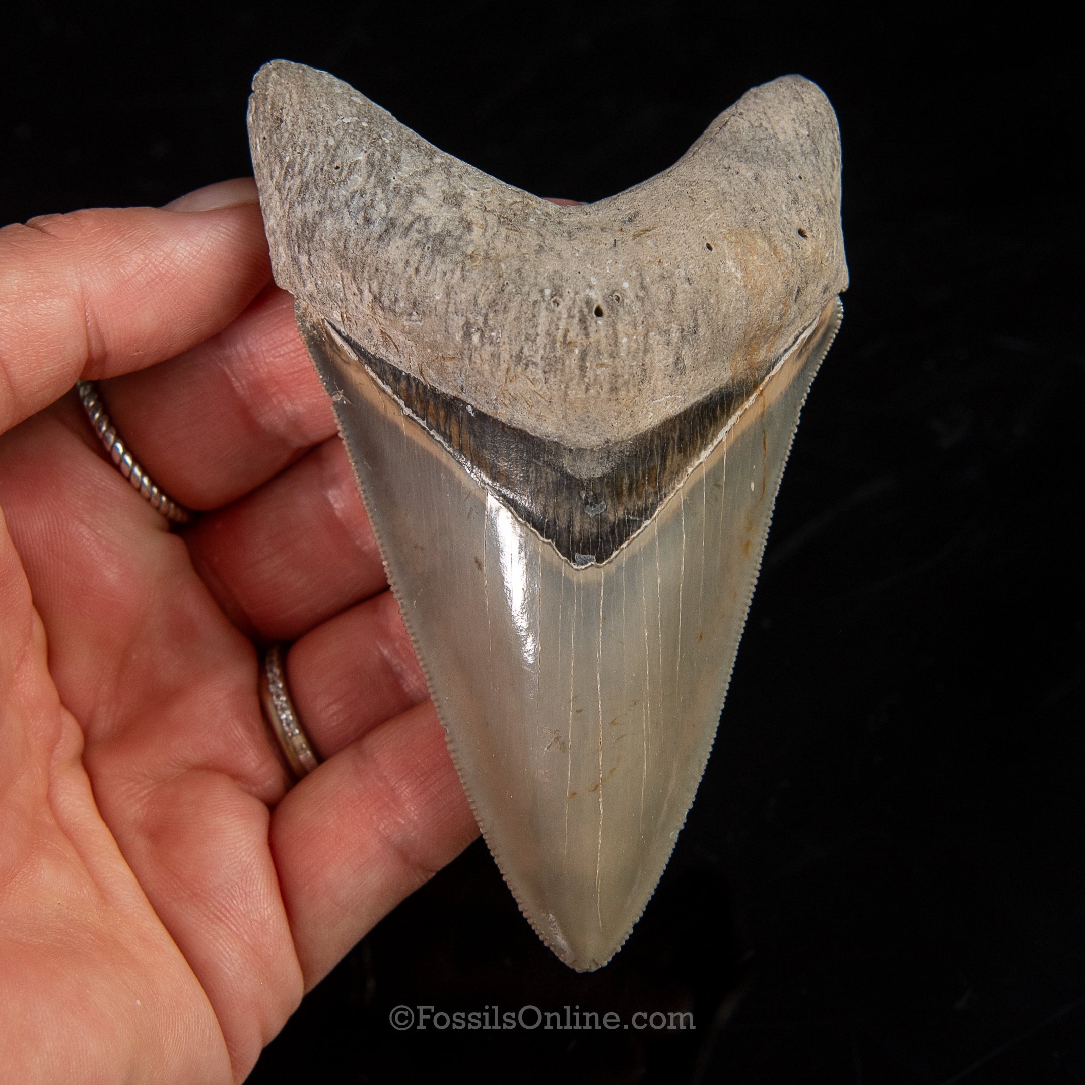 Venice Megalodon 3.95"
