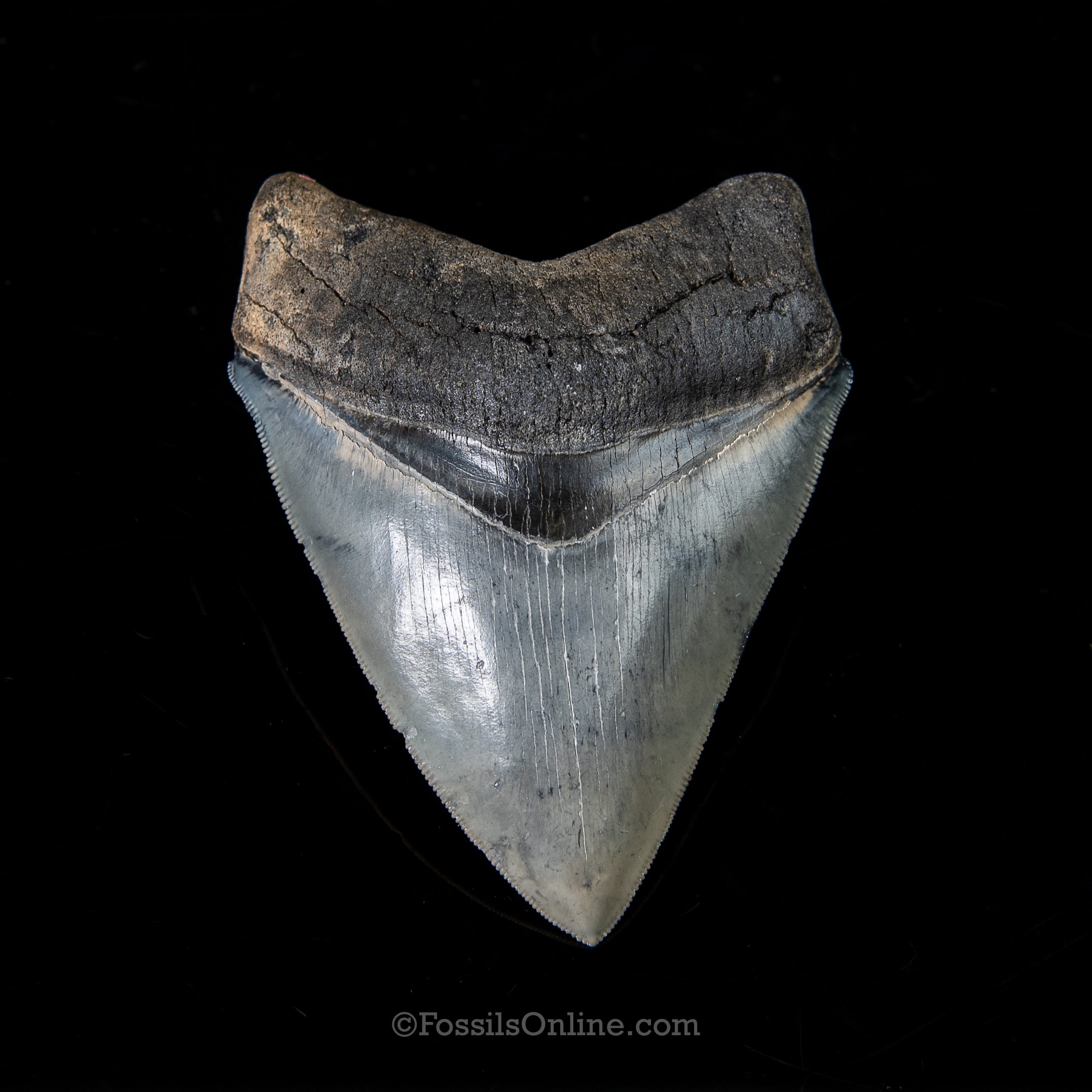 Venice Megalodon 4.02"