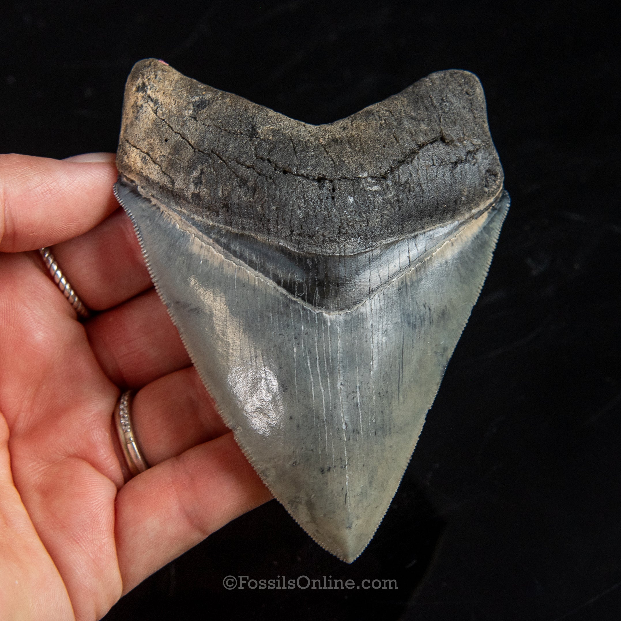 Venice Megalodon 4.02"