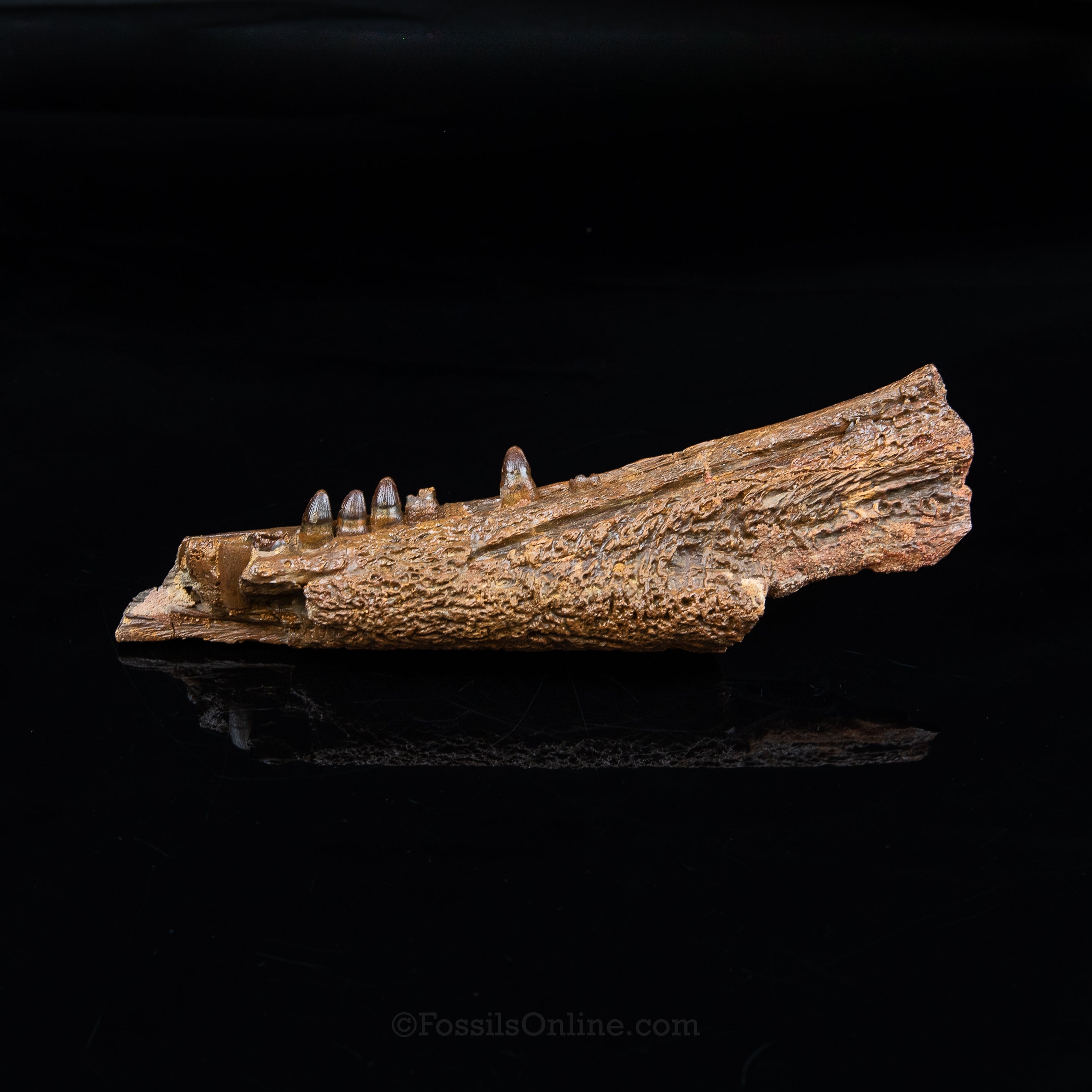 Crocodile jaw Morocco